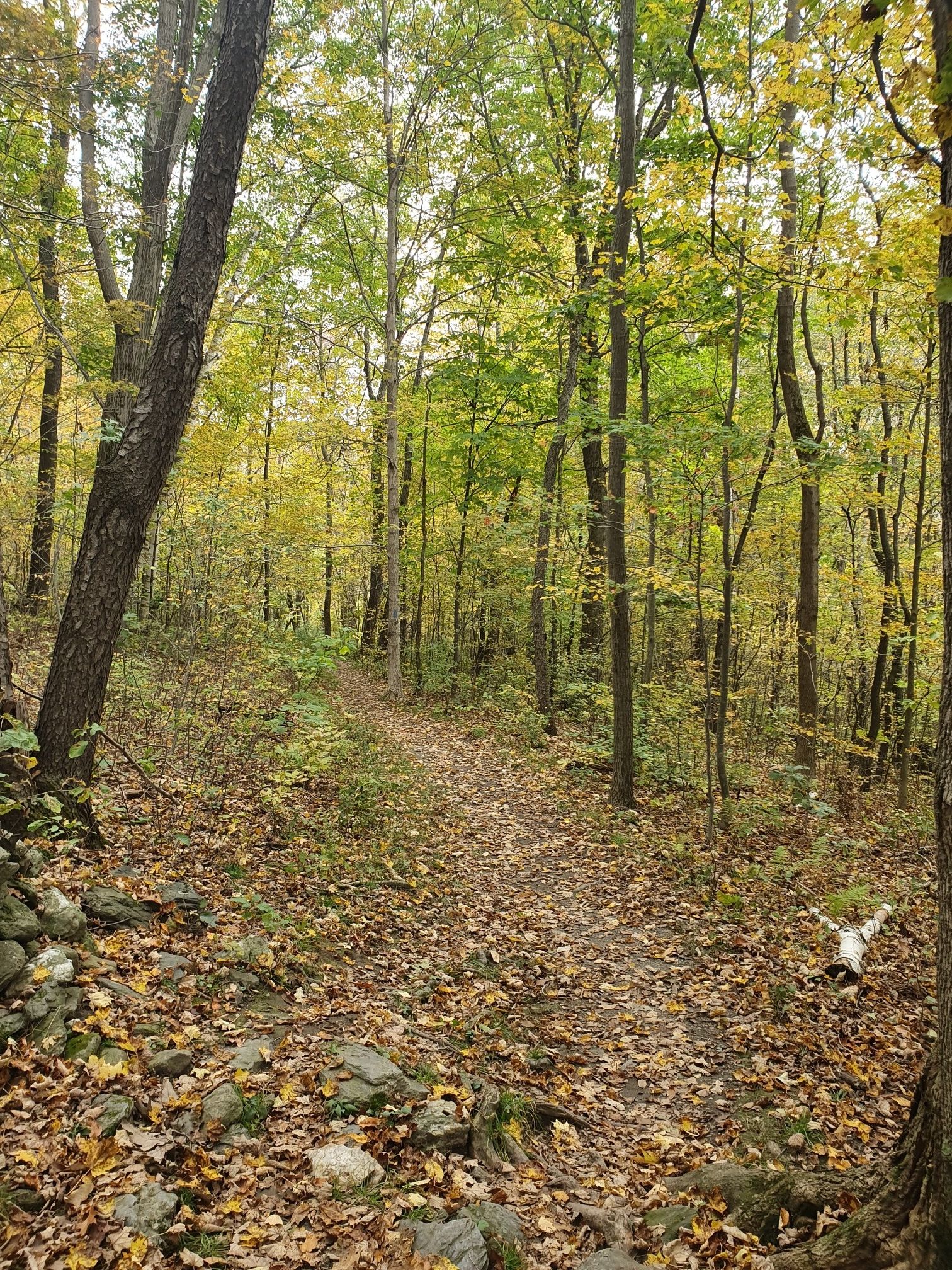 Forest path winding through trees with yellow-green leaves and a stone wall. - Bike loop from Pontoosuc