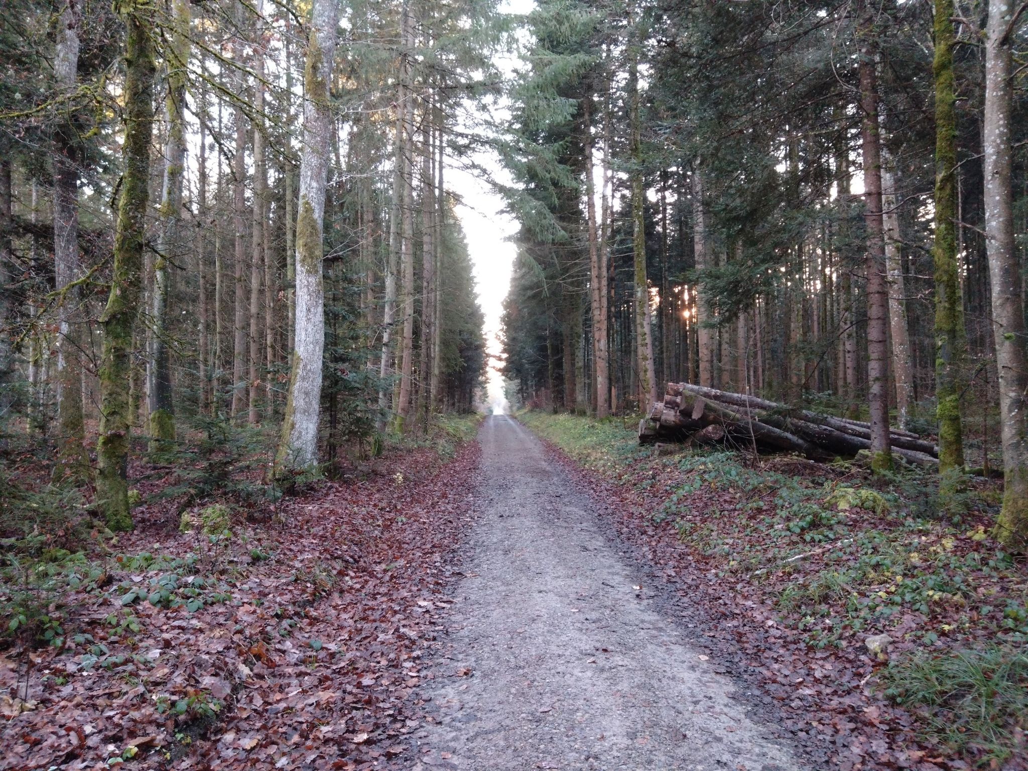 wald