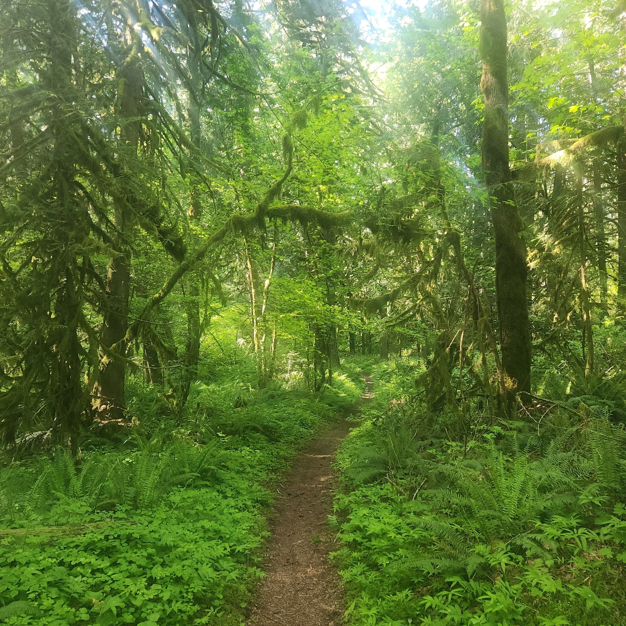 A narrow, lush green forest trail with bright, dappled sunlight. - Pioneer Bridle Trail