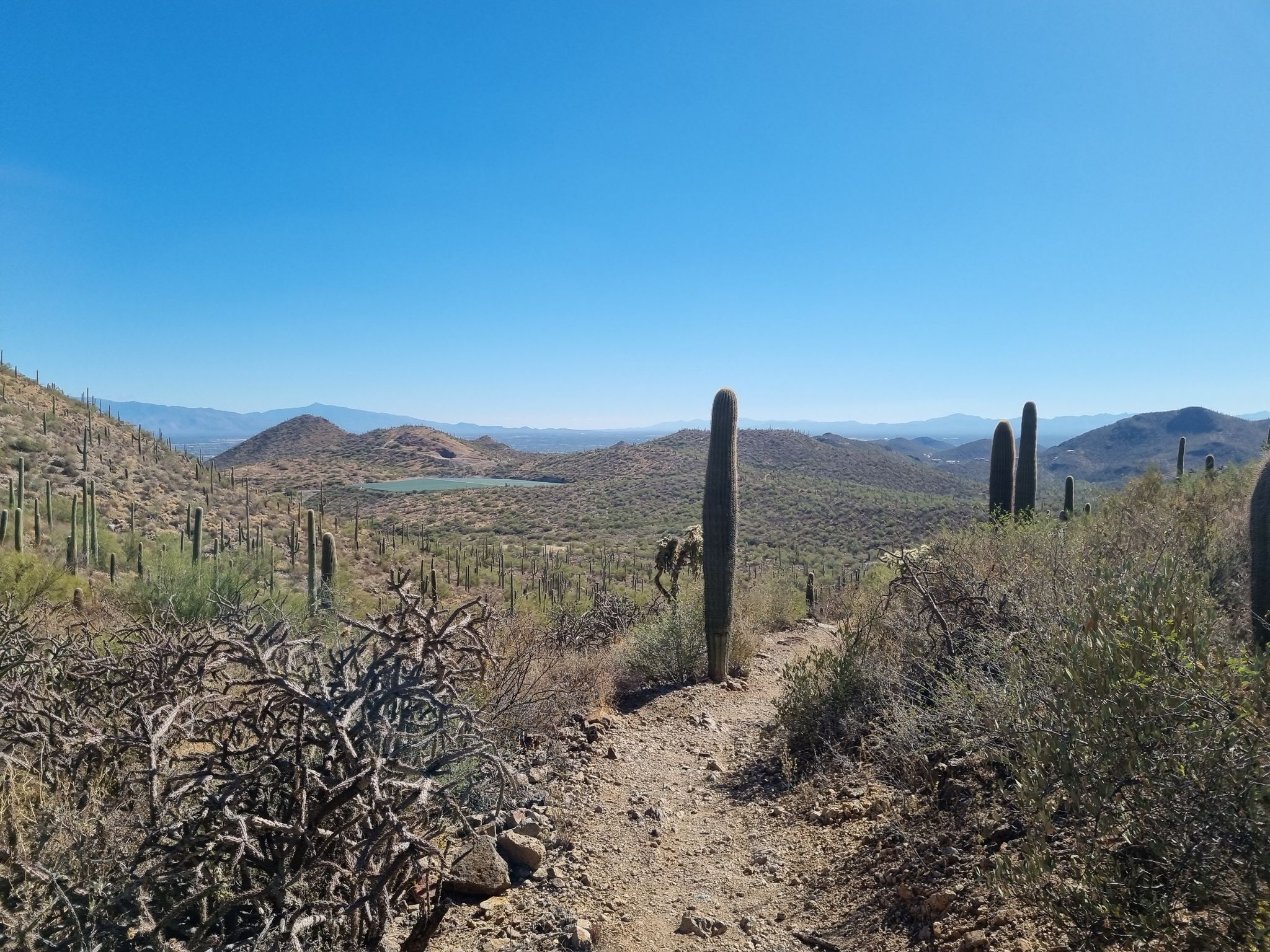 Desert path winding through saguaro cacti, leading to distant mountains and water. - Yetman and Rock Wren Trail