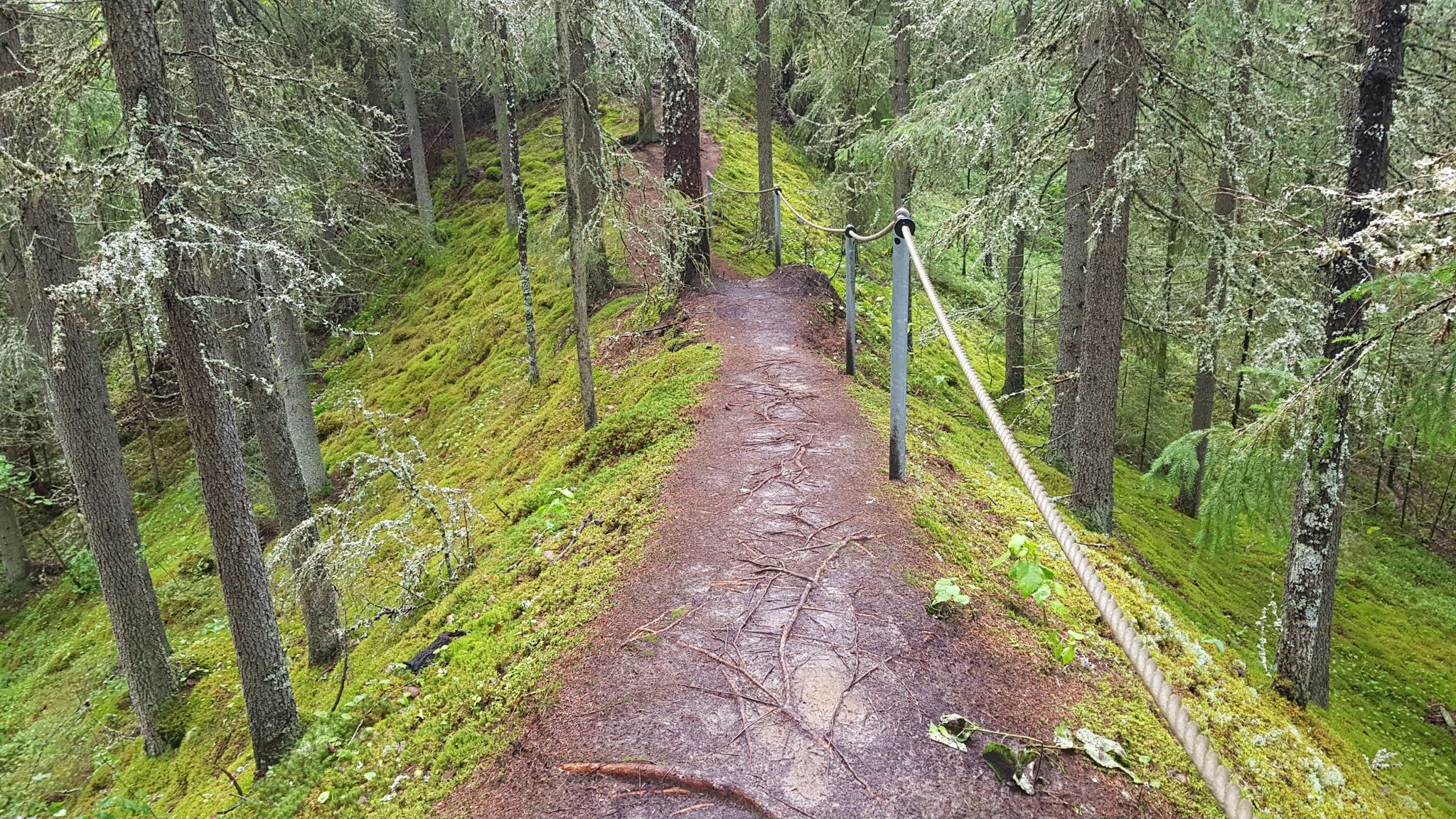 Ein bewaldeter Esker