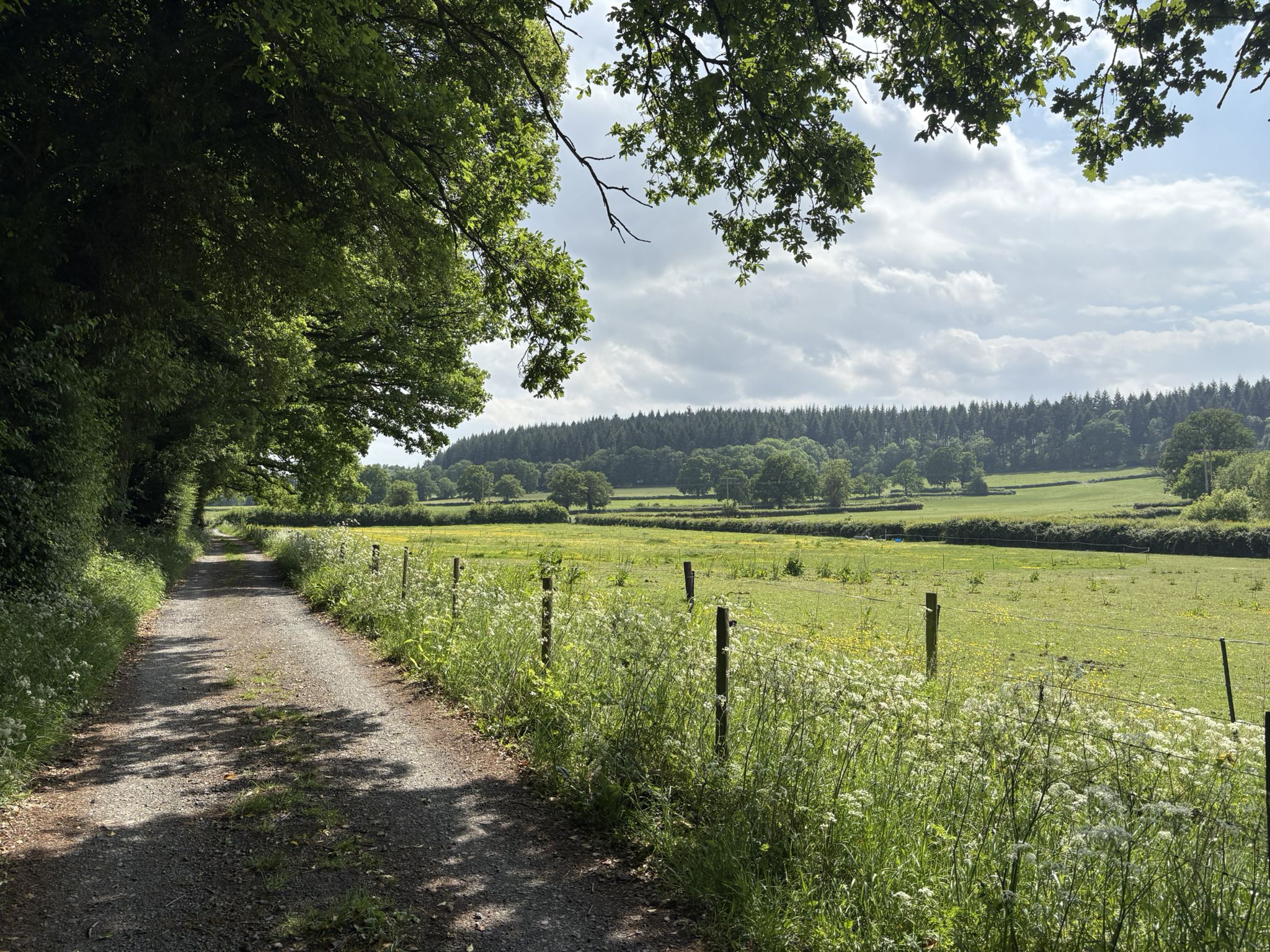Wye Valley woodlands