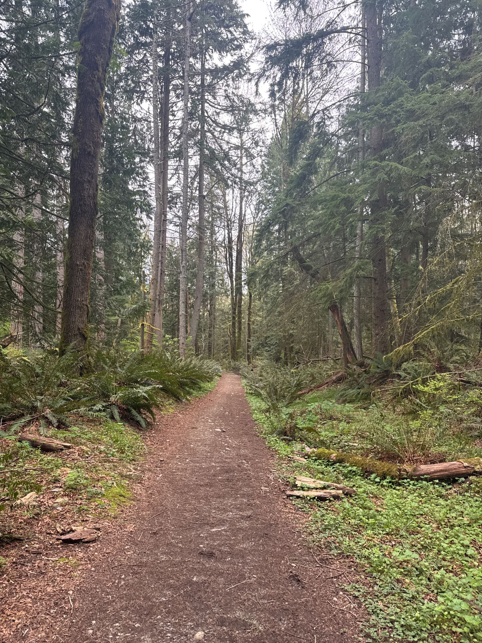 A straight dirt path through a tall, dense evergreen forest. - Bullitt Fireplace Trail