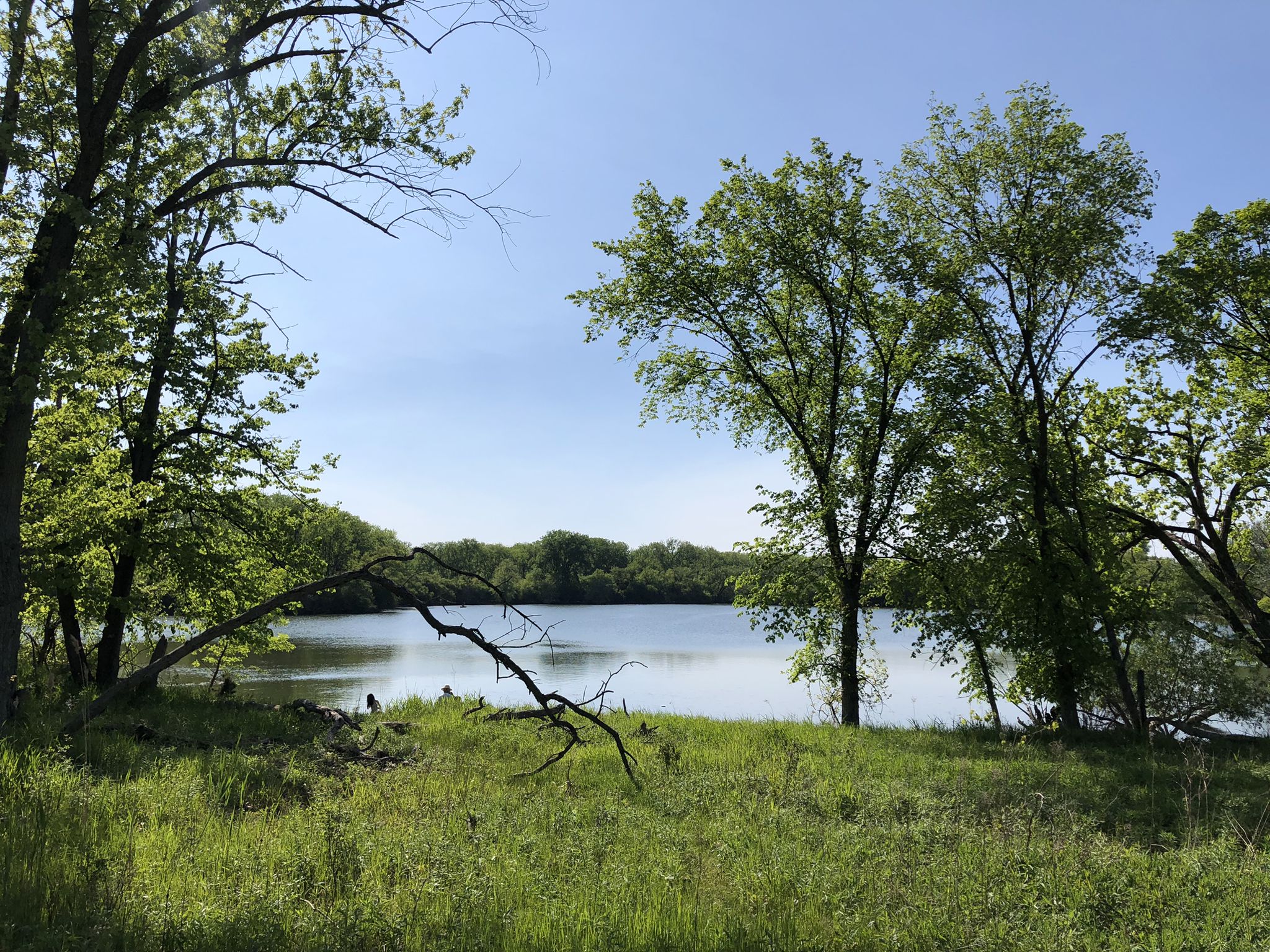 Sunny view of a calm lake framed by vibrant green trees and grass. - North Branch Trail: Skokie Lagoons Loop