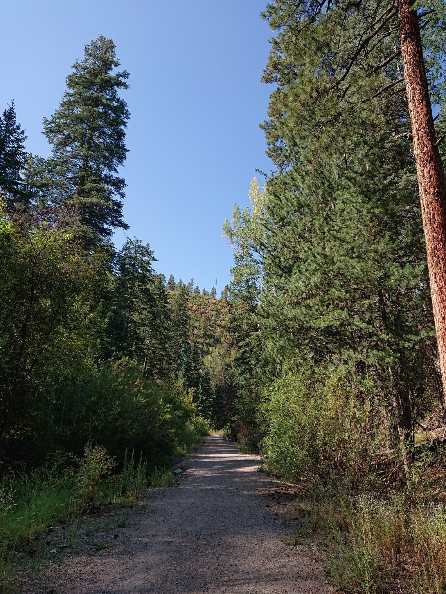 A sunlit dirt path winds through a dense green forest. - Los Alamos Canyon Trail