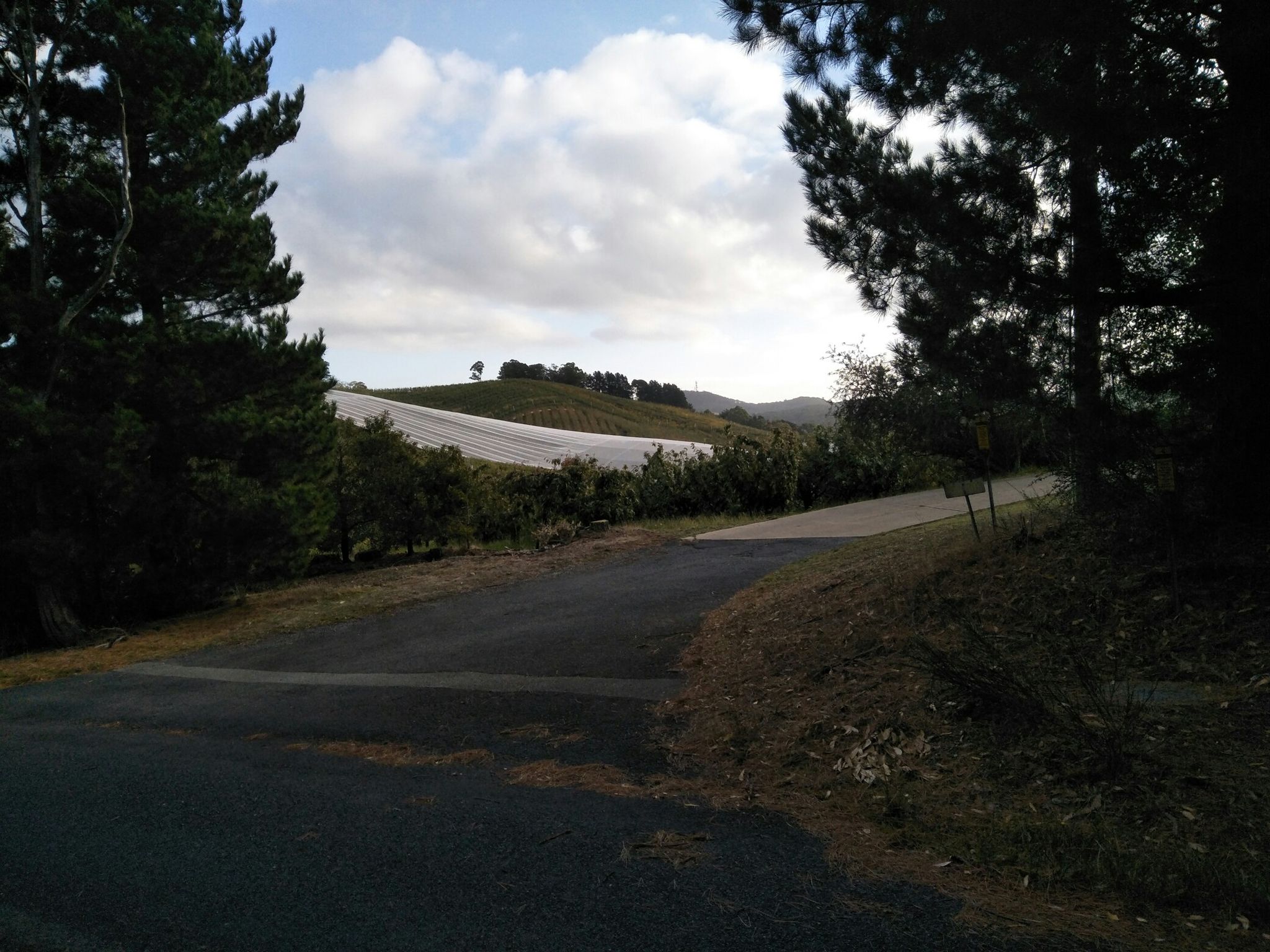 Netted apple orchards