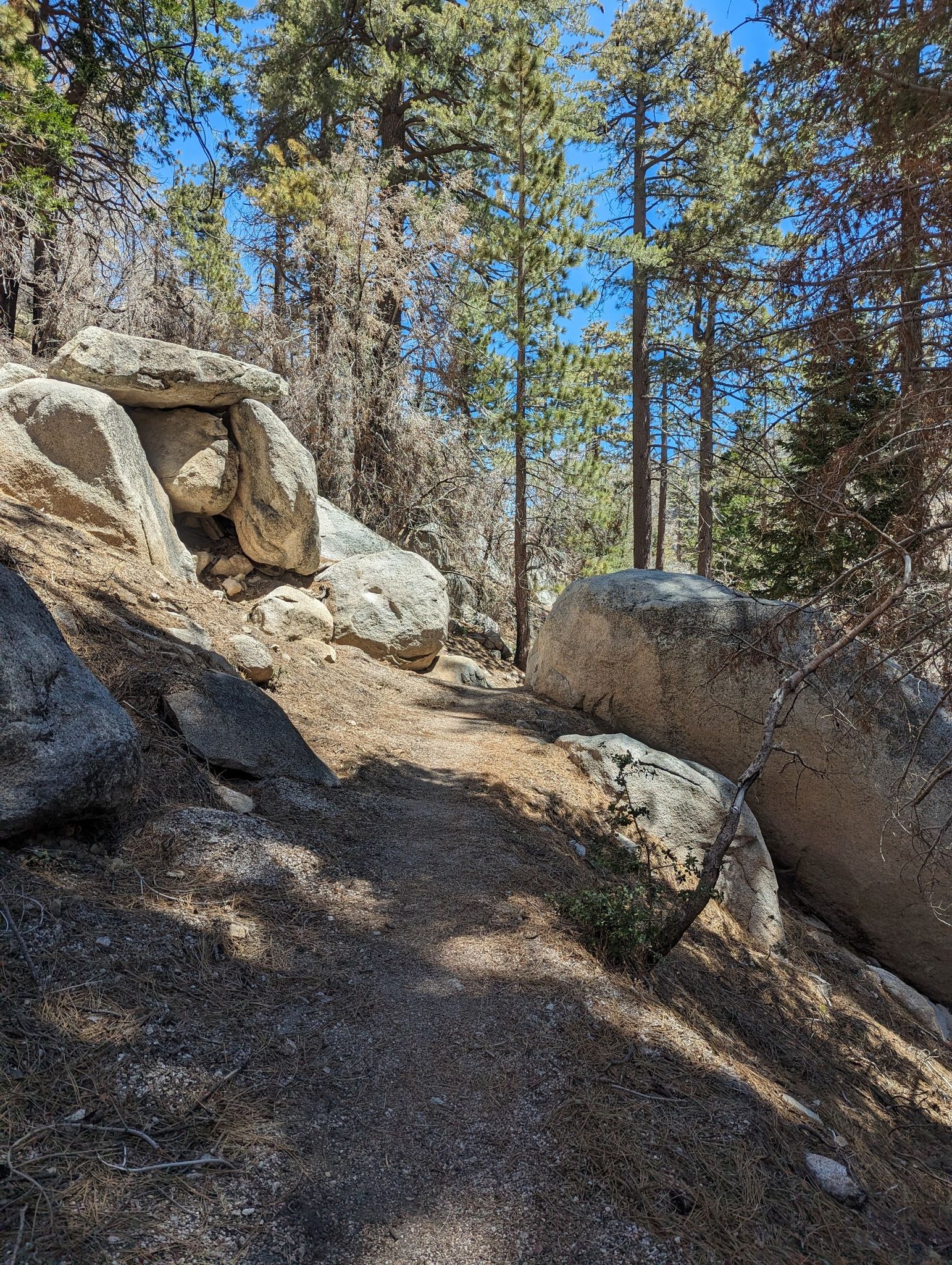 A sunny dirt path winds through large boulders and pine trees. - Burkhart Trail