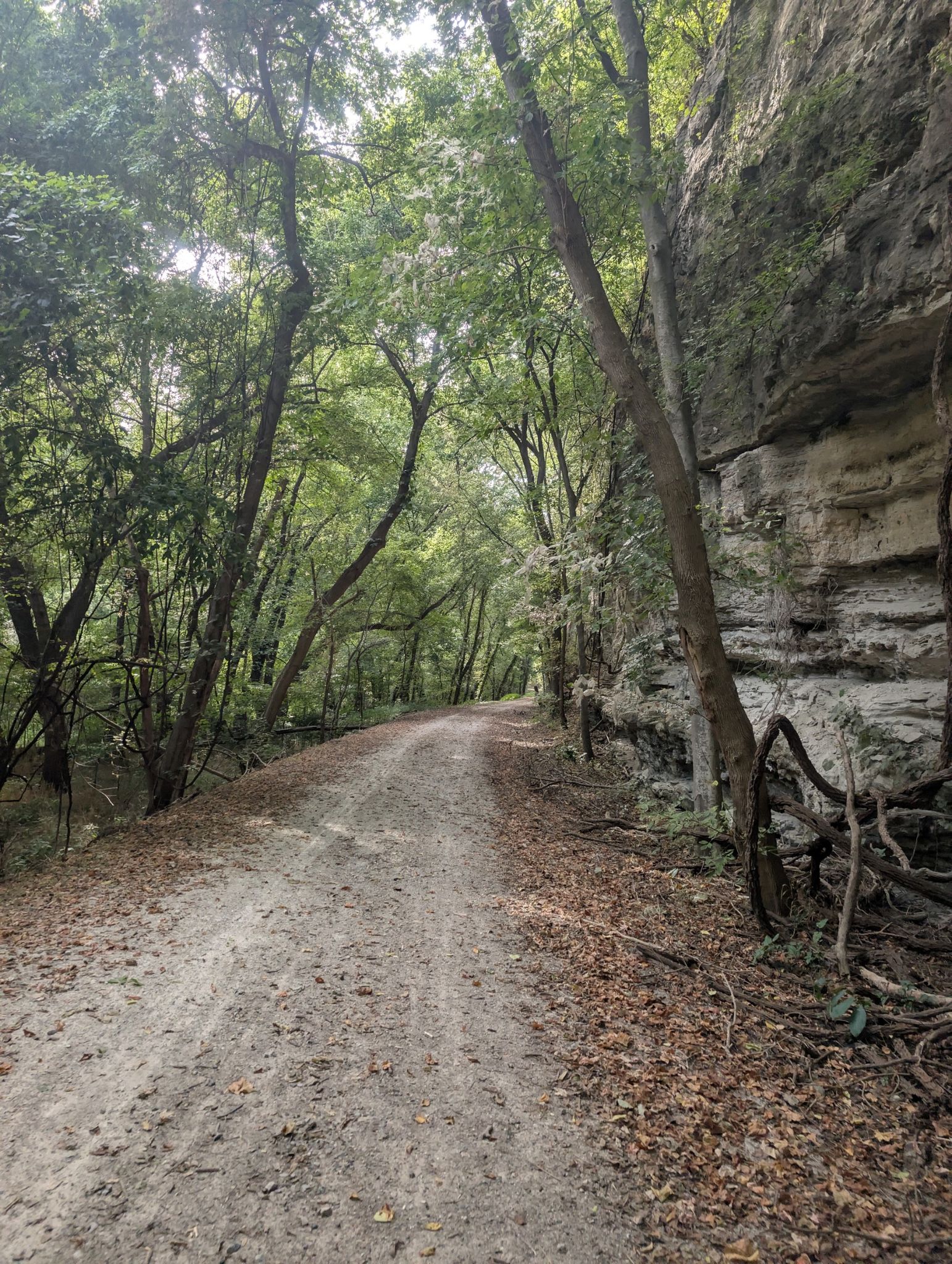 Shaded dirt path through a dense forest next to a tall rock wall. - Hartsburg – Mokane loop from Earthquake Hollow Conservation Area