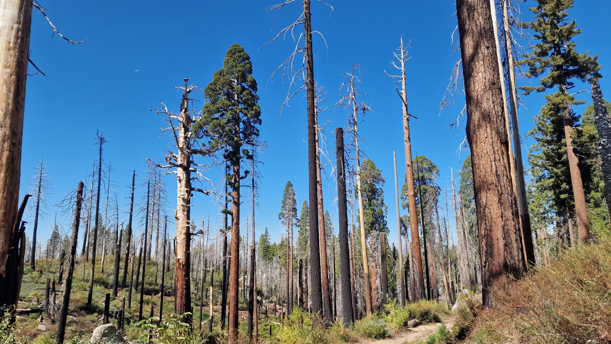 Tall burnt and green trees under a bright blue sky. - North Grove Loop