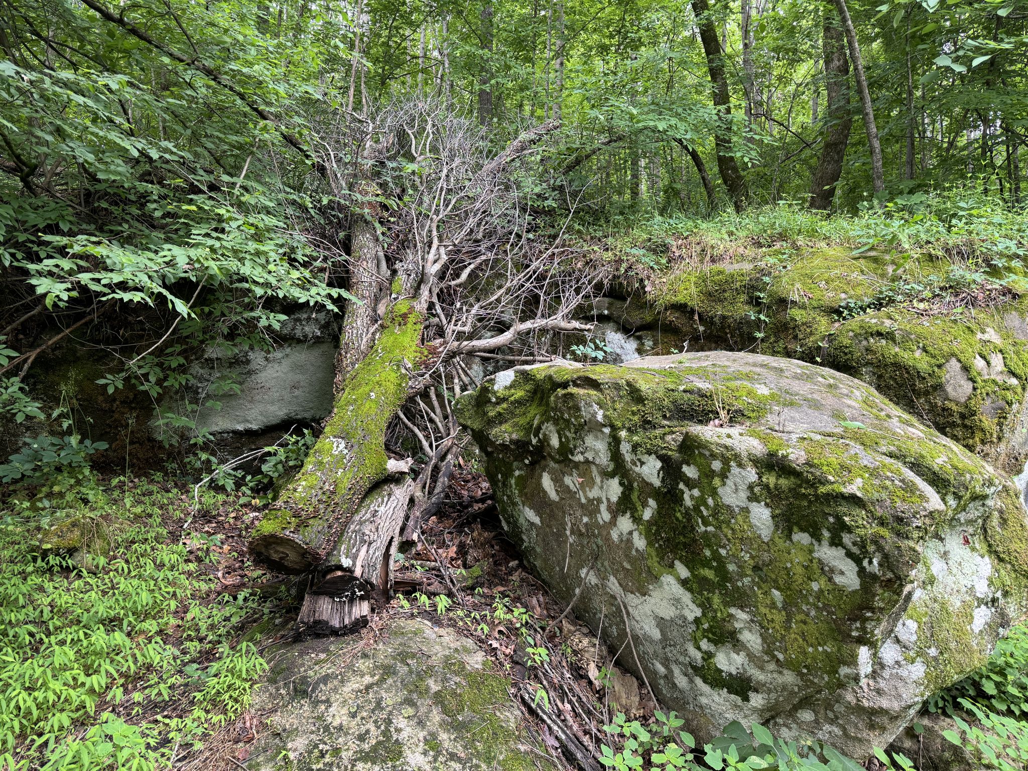 Fallen mossy tree next to large moss-covered boulders in a dense forest. - Running loop from Macgregor Downs Lake
