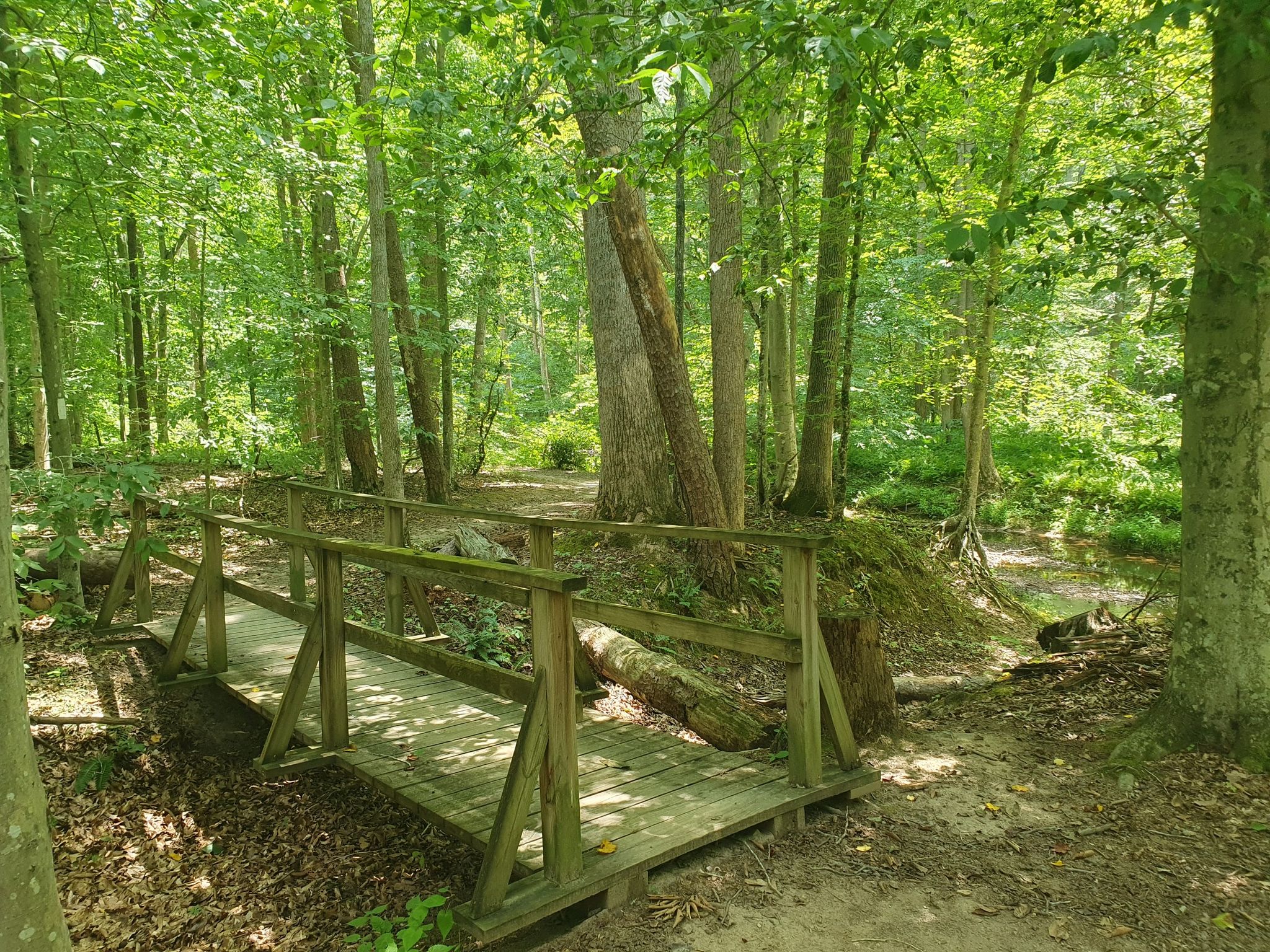 A wooden footbridge crosses a small stream in a green forest. Sunny. - South Valley, High Meadows, and Turkey Run Ridge Trail Loop