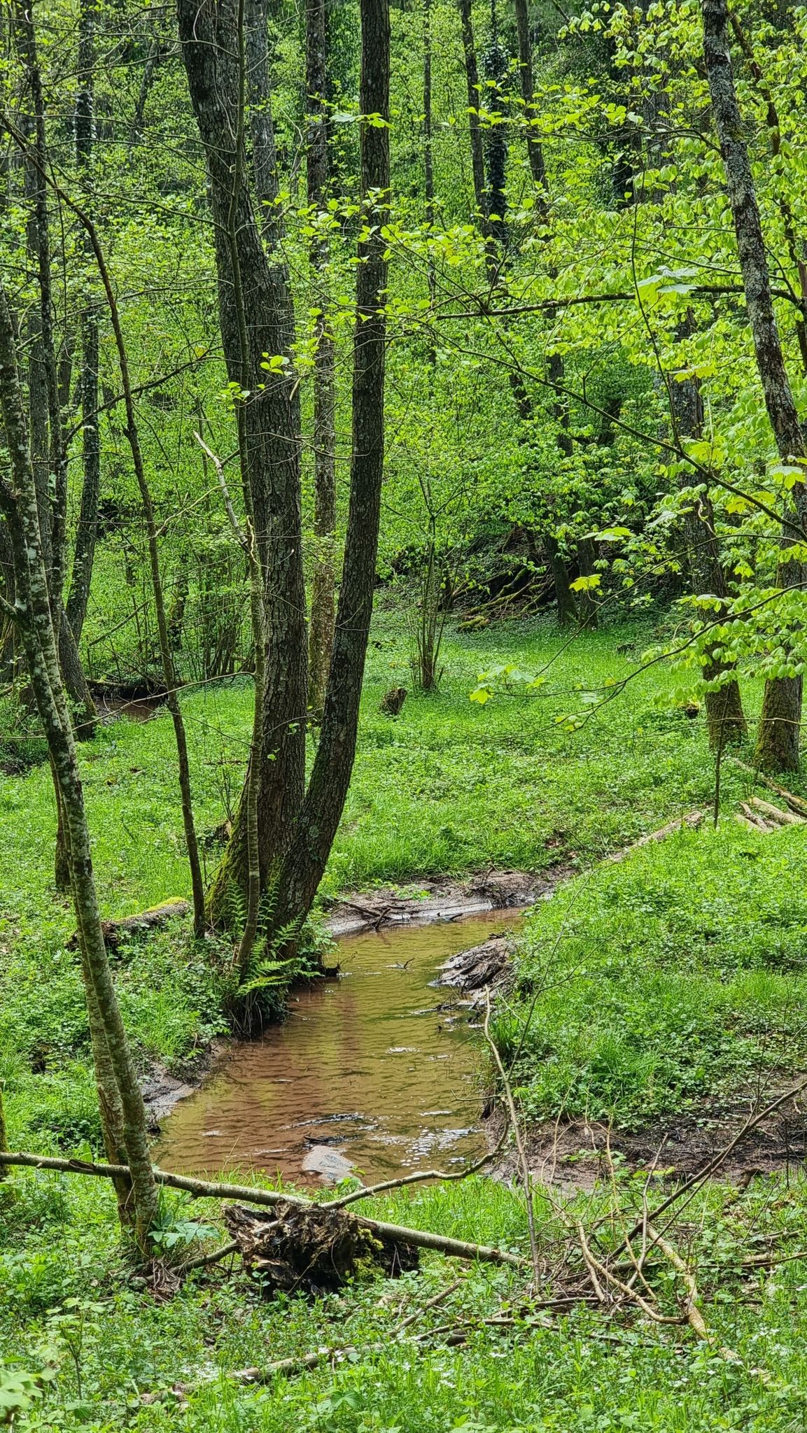 Haspelbächel