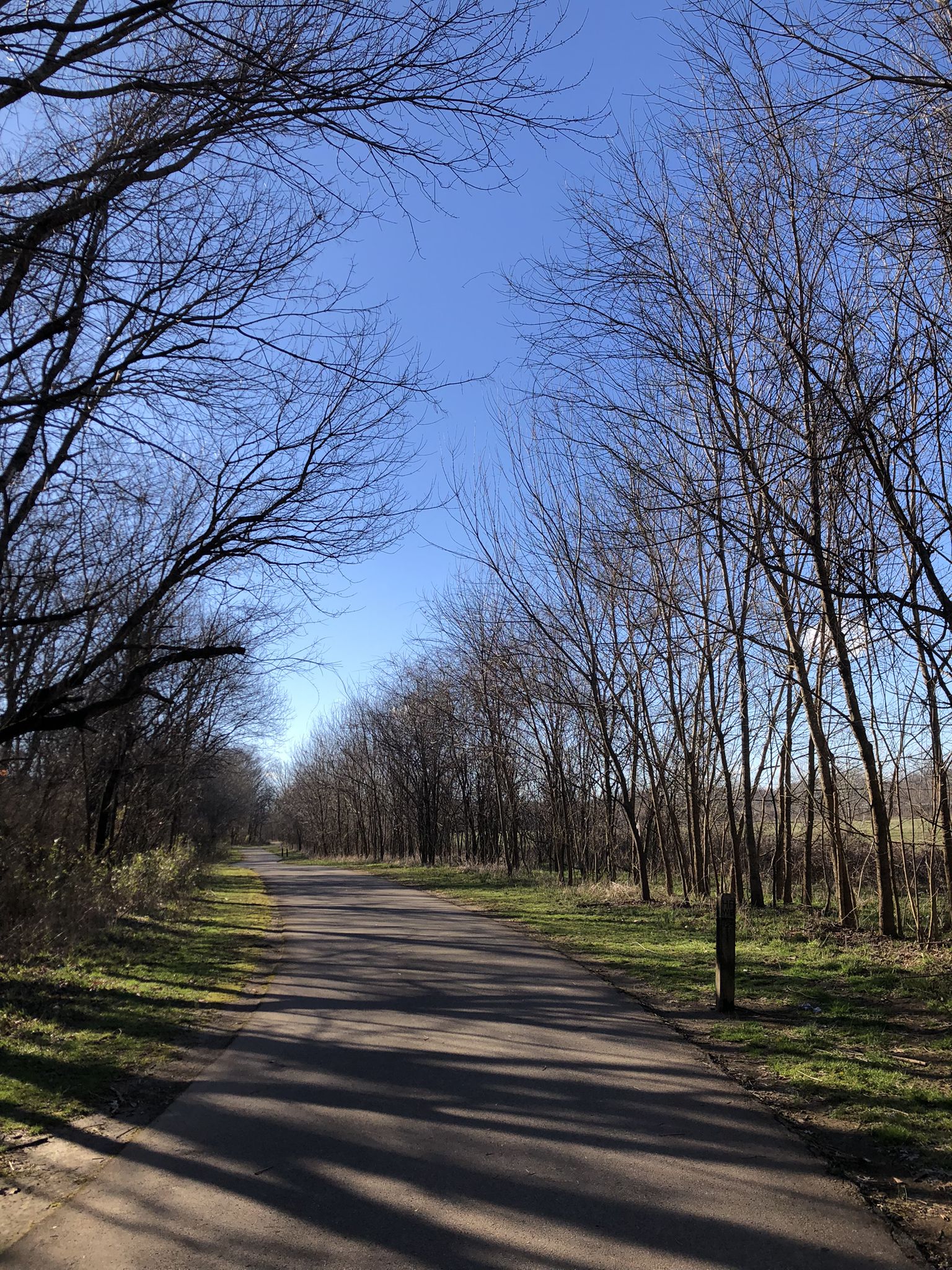 Sunny paved path lined with tall, bare trees under a clear blue sky. - Harpeth Woods Trail – Harpeth River Greenway loop from Bellevue