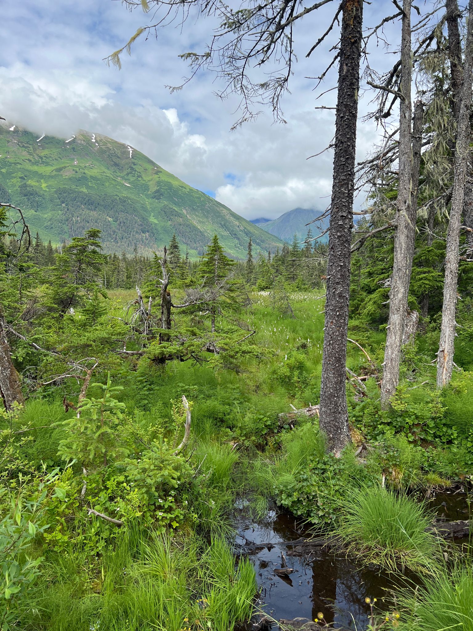 Lush green valley with a small stream, dense forest, and cloudy mountains. - Moose Meadow Park – Alyeska Resort and Aerial Tram loop from Girdwood Airport