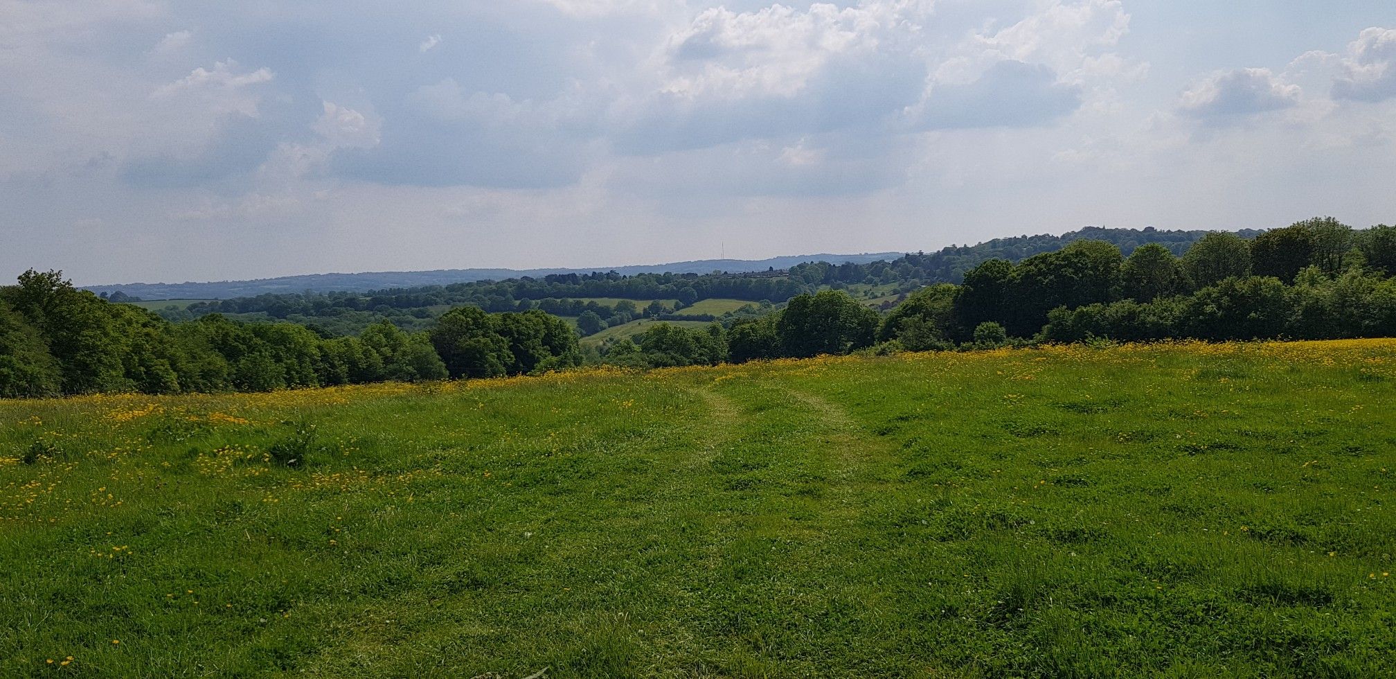 BUTTERCUPS