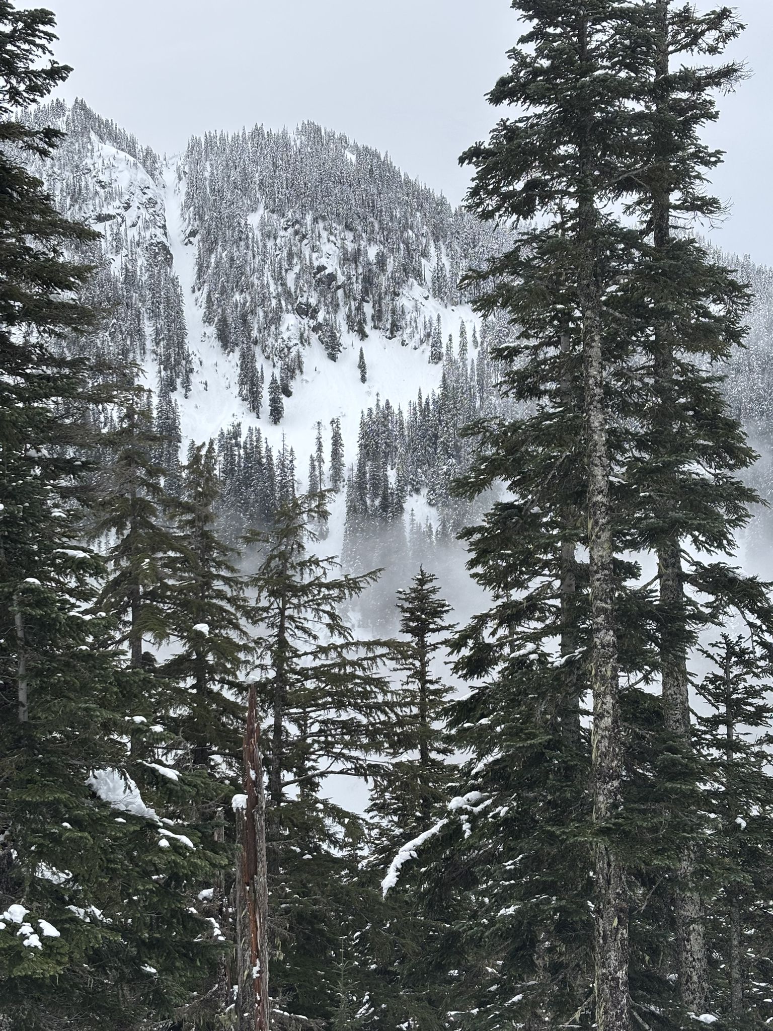 Tall evergreen trees in the foreground with a snow-covered mountain behind. - Windy Pass loop from Hyak