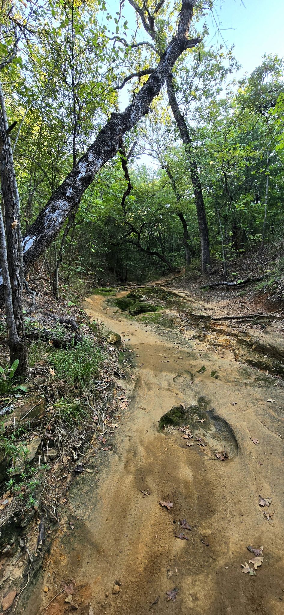Rocky dirt path through a forest with leaning trees. Overcast light. - North Shore Trail – Twin Coves loop from MADD Shelter