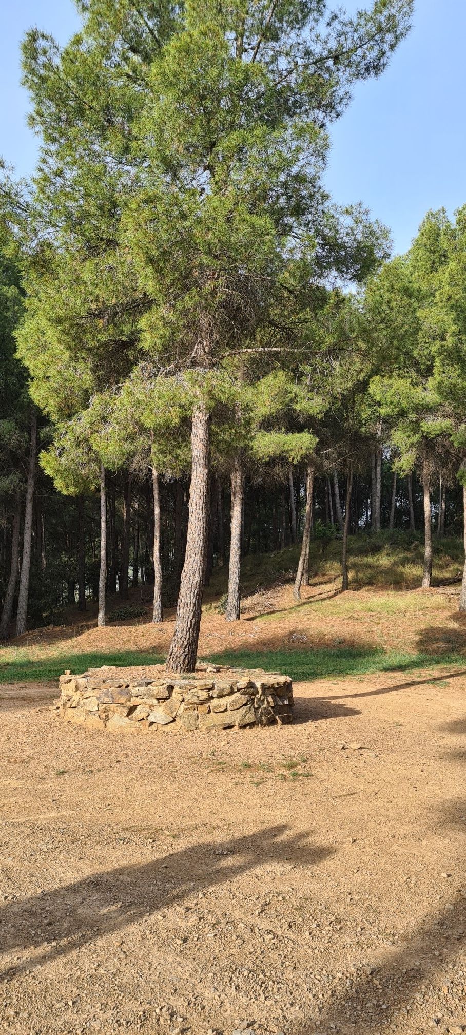 Plaza del pino