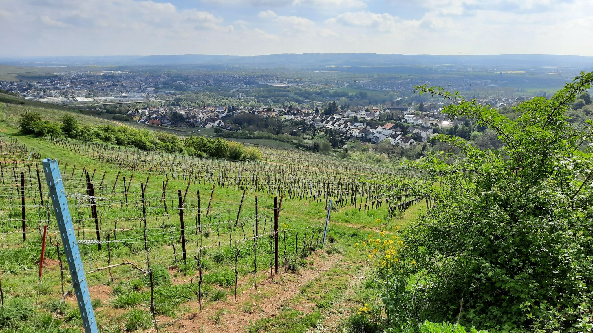 Münster-Sarnheim