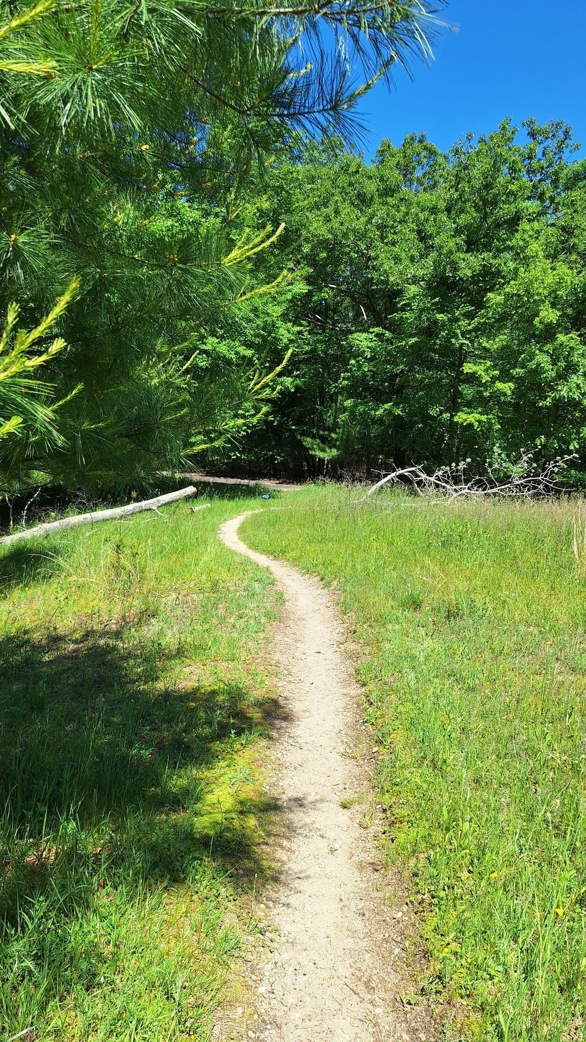 Winding dirt path through a sunny grassy field with dense green trees. - Doane Street – Whitney & Thayer Woods loop from Hingham