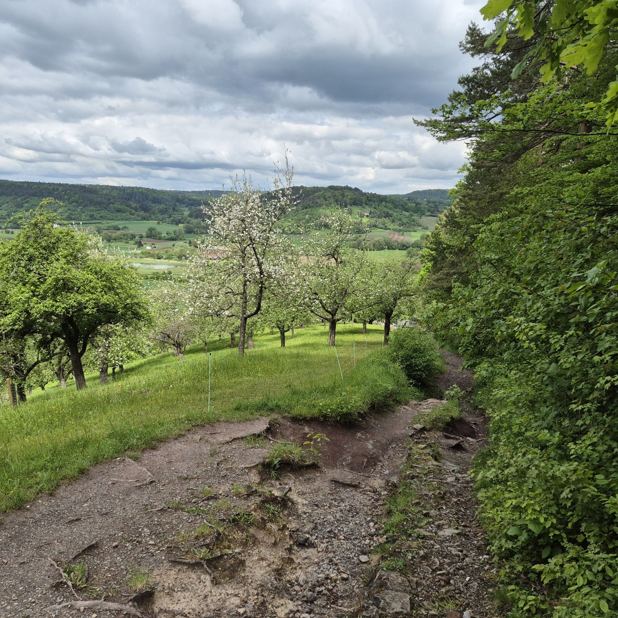 oben am Wiesenwaldrand angekommen