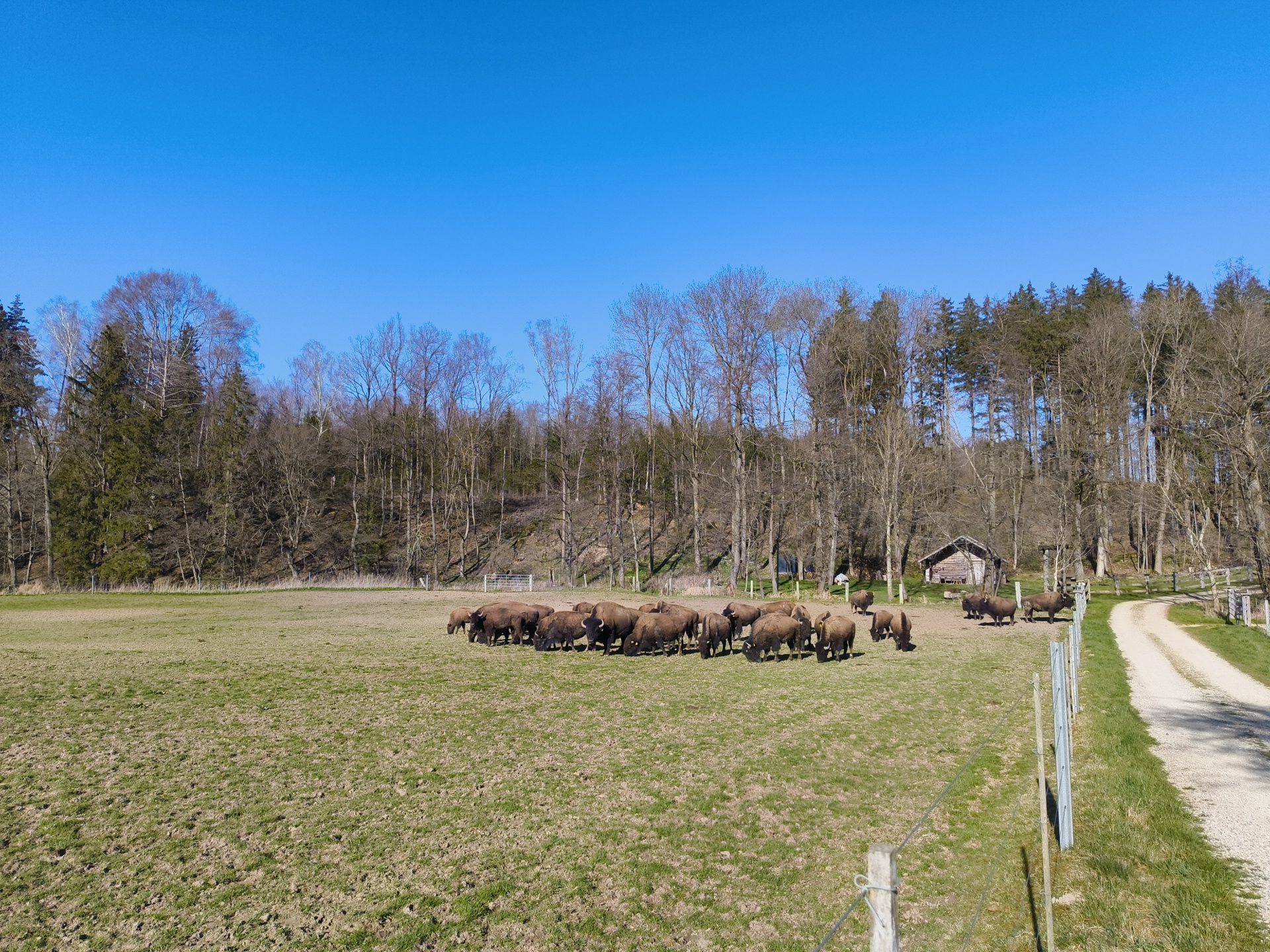 Bisons