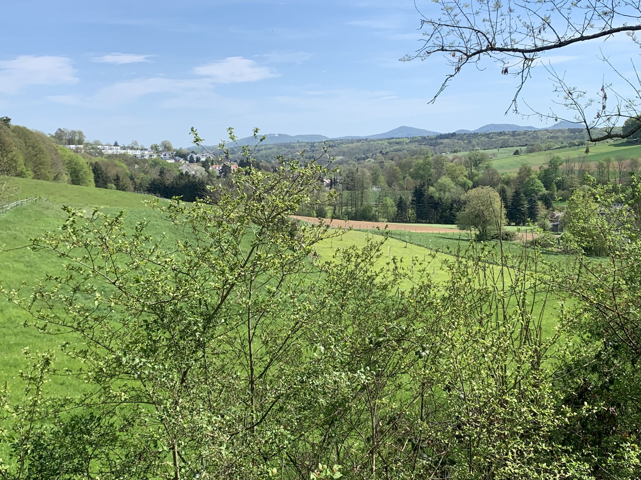 Villiprott