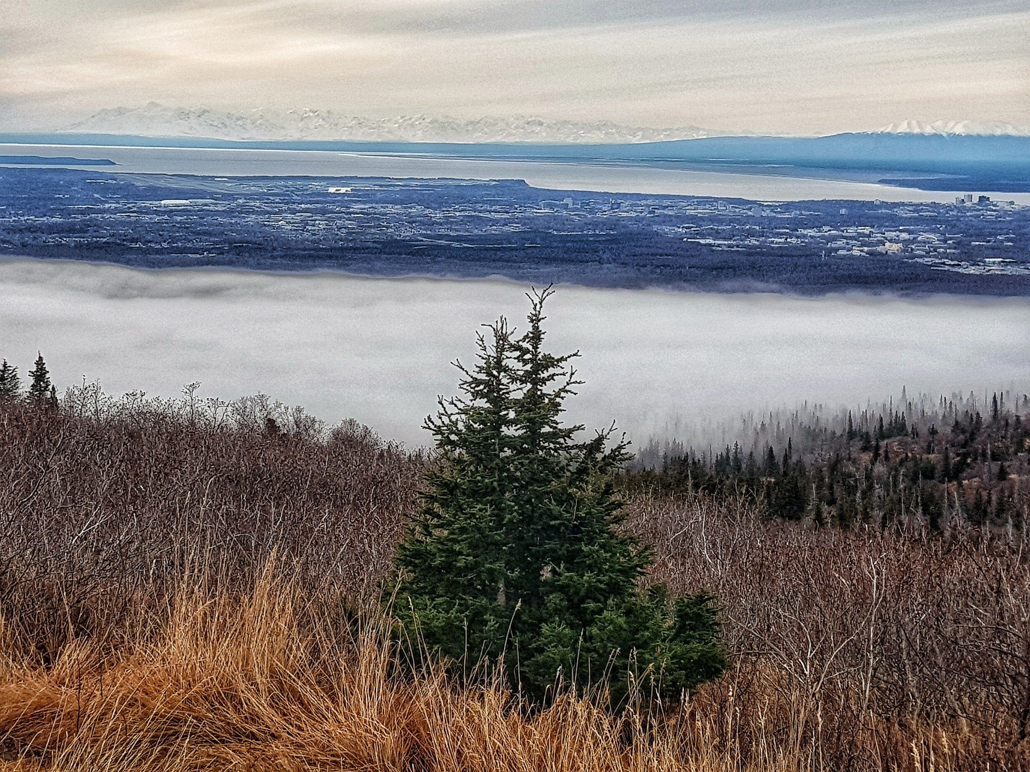 Evergreen tree overlooks a valley filled with fog and distant mountains. - Wolverine Peak via Basher Trail
