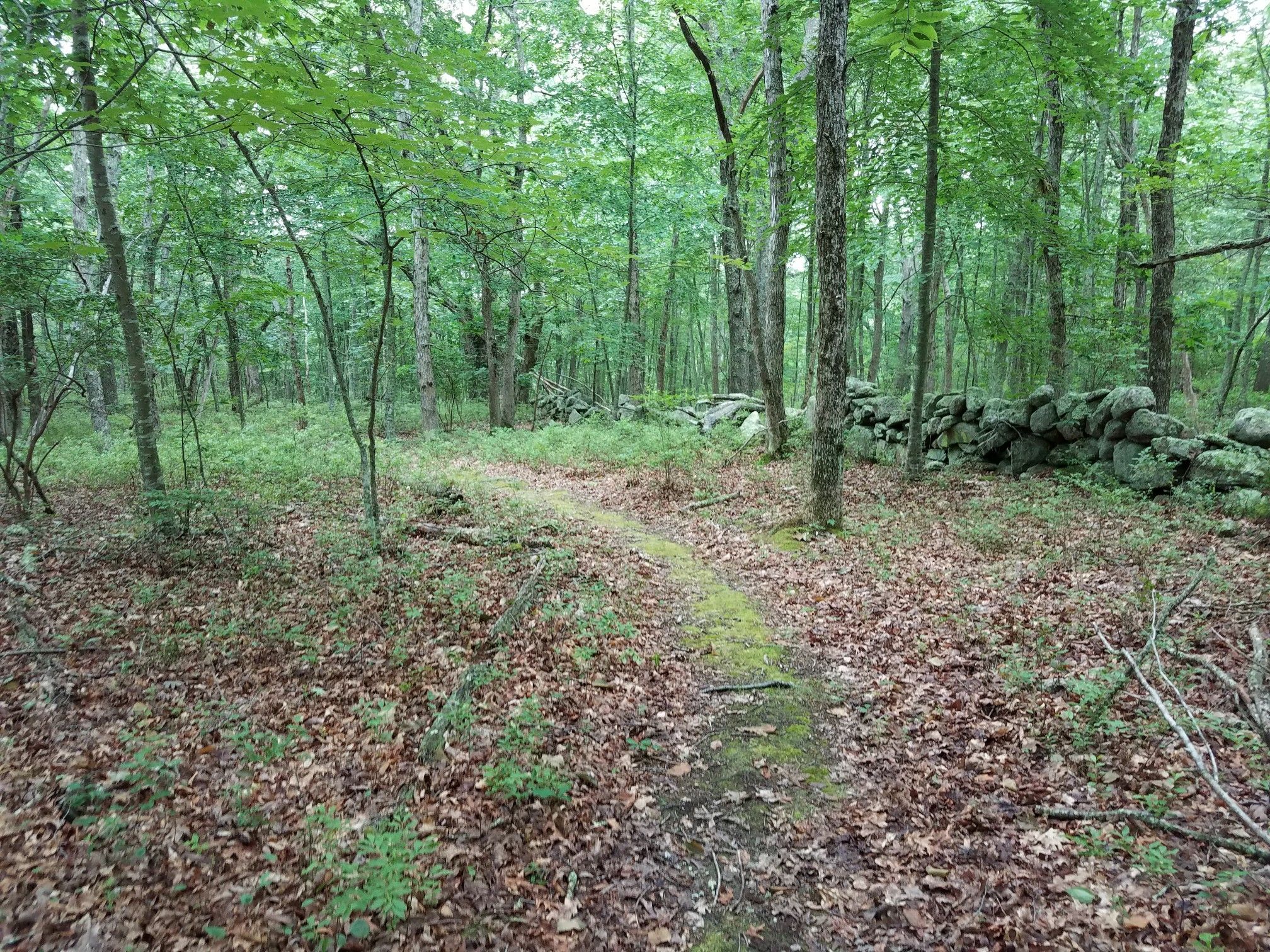 A narrow mossy path winds through a dense, green forest with a stone wall. - Naughty Nurse Trail loop from Bradford