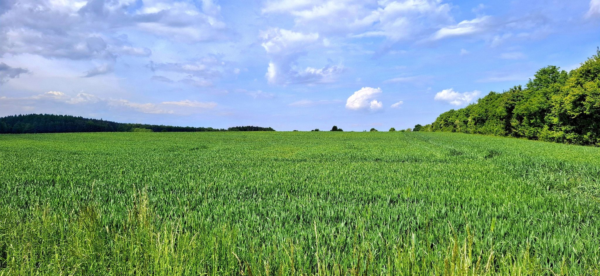 Zoghauser Höhe Frühling