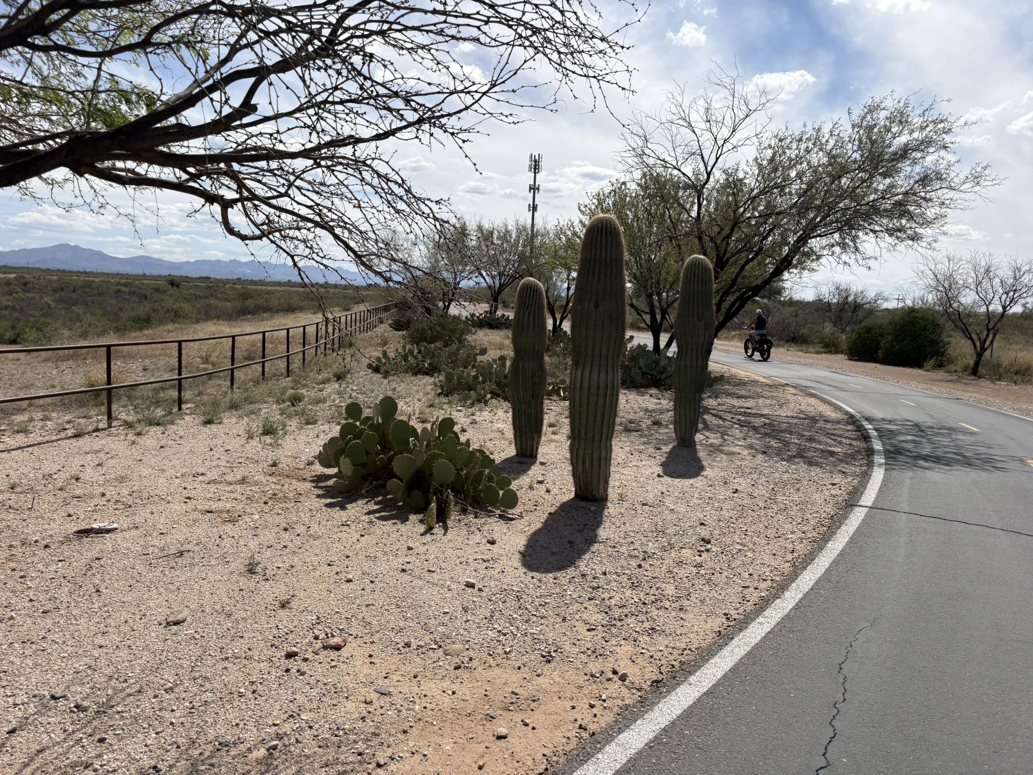Desert path with saguaro cacti, a fence, and a distant cyclist under a partly cloudy sky. - The Loop