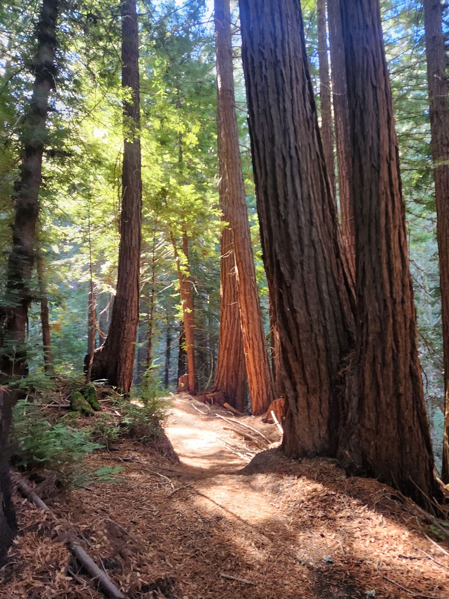 Sunlit forest path winding through tall, ancient trees. - Mountainbike loop from El Corte de Madera Creek Open Space Preserve