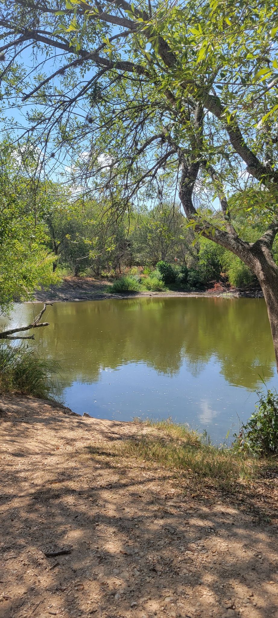 Pond after Buddy Calk Park
