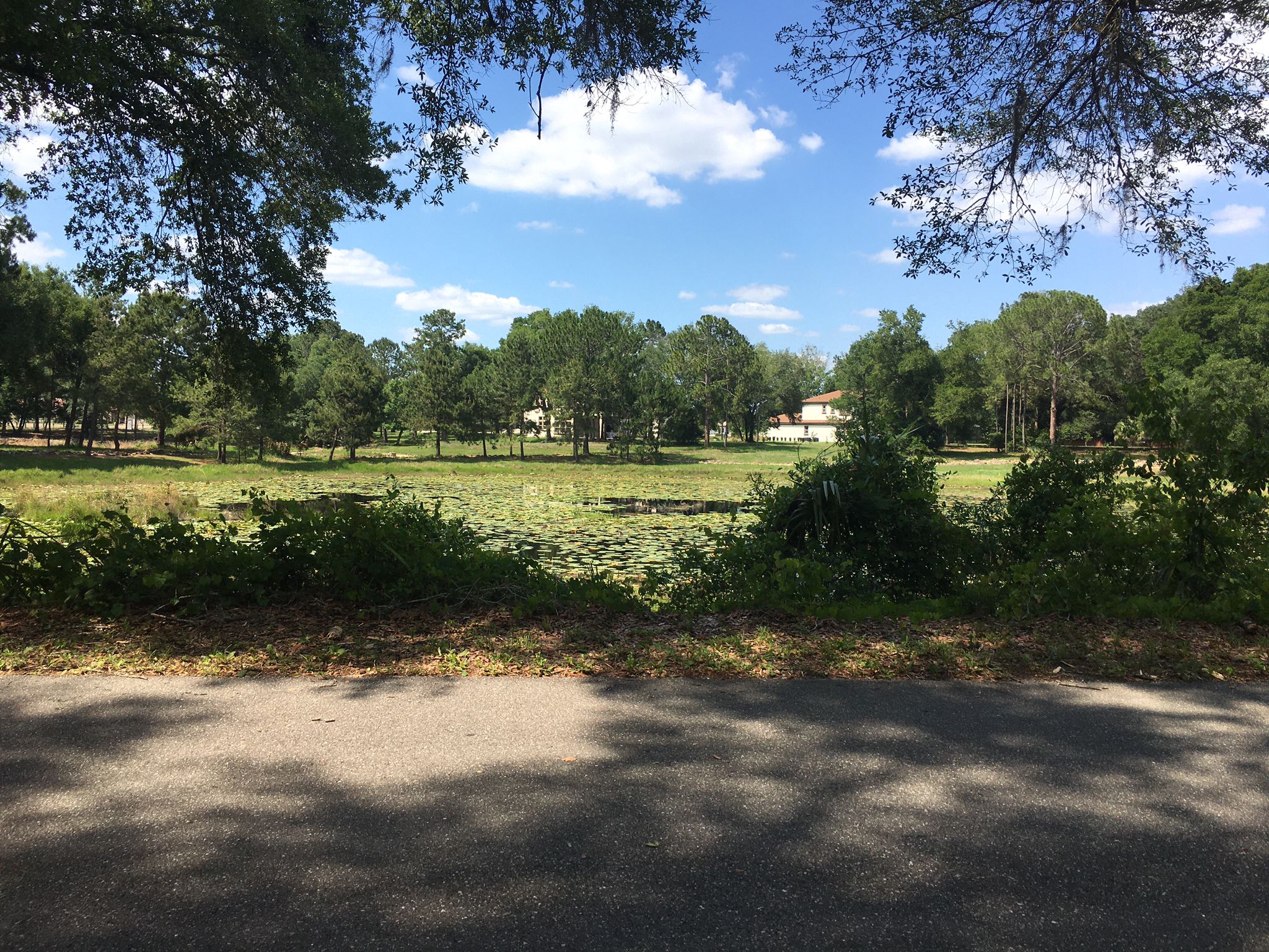 Sunny view of a large field with lily pads and distant trees. - Trues Lake loop from Heathrow