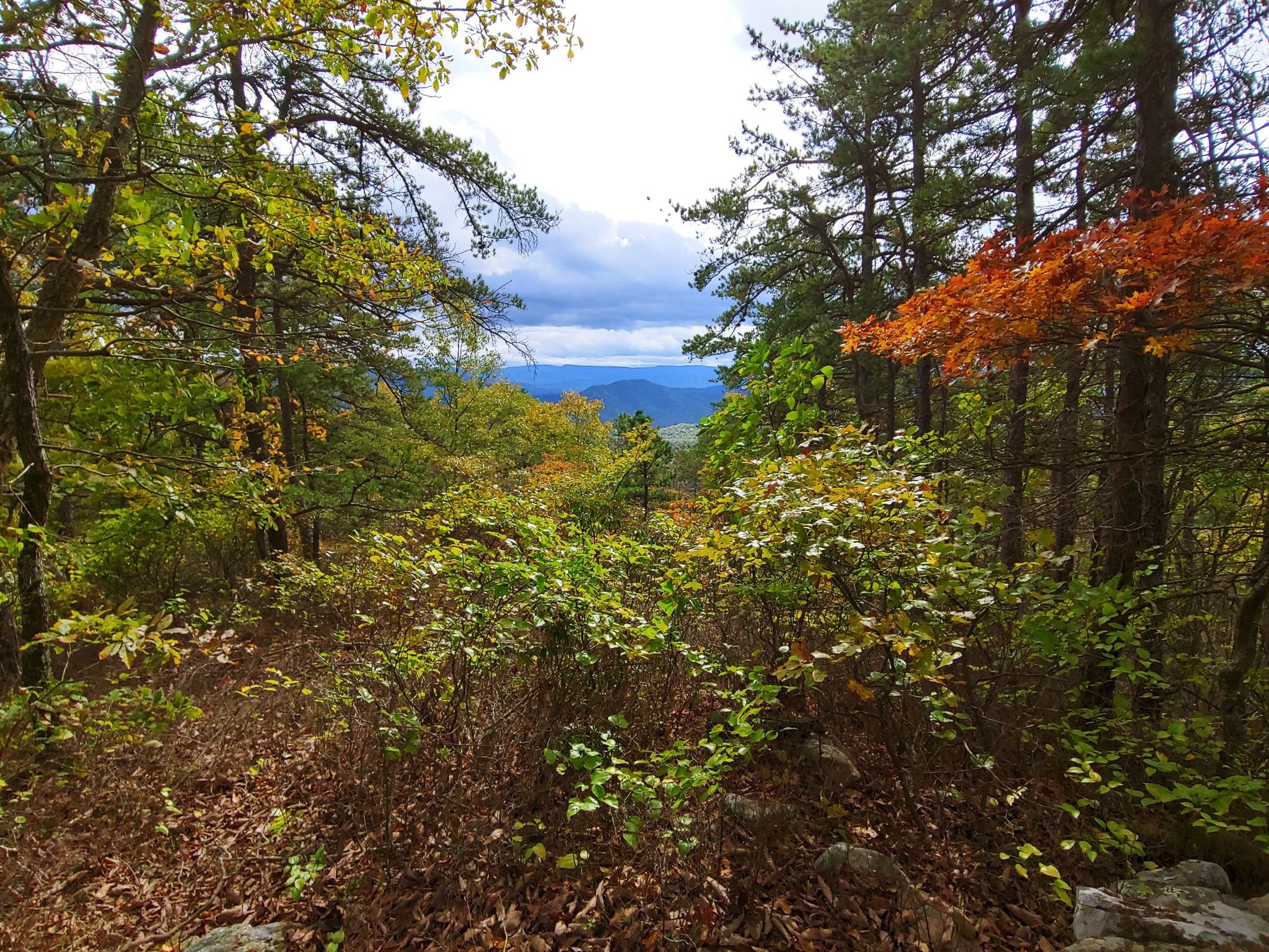 Forest view with autumn trees and distant mountains under a cloudy sky. - Blue Suck Falls Trail – Mountain Top Trail loop from Douthat Lake