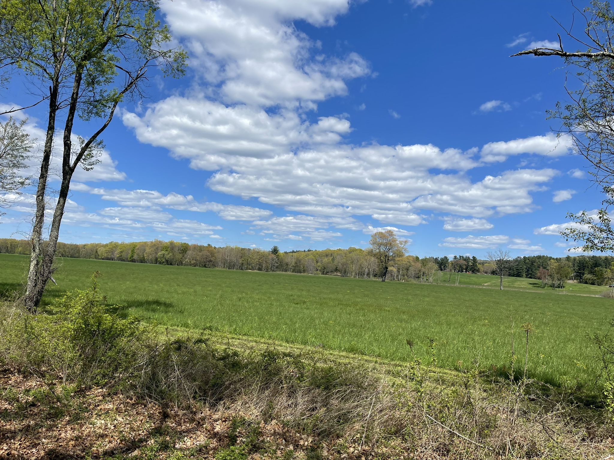 Expansive green field under a bright blue sky with fluffy white clouds. - Congamond Coffee – Tobacco barns loop from Weatogue