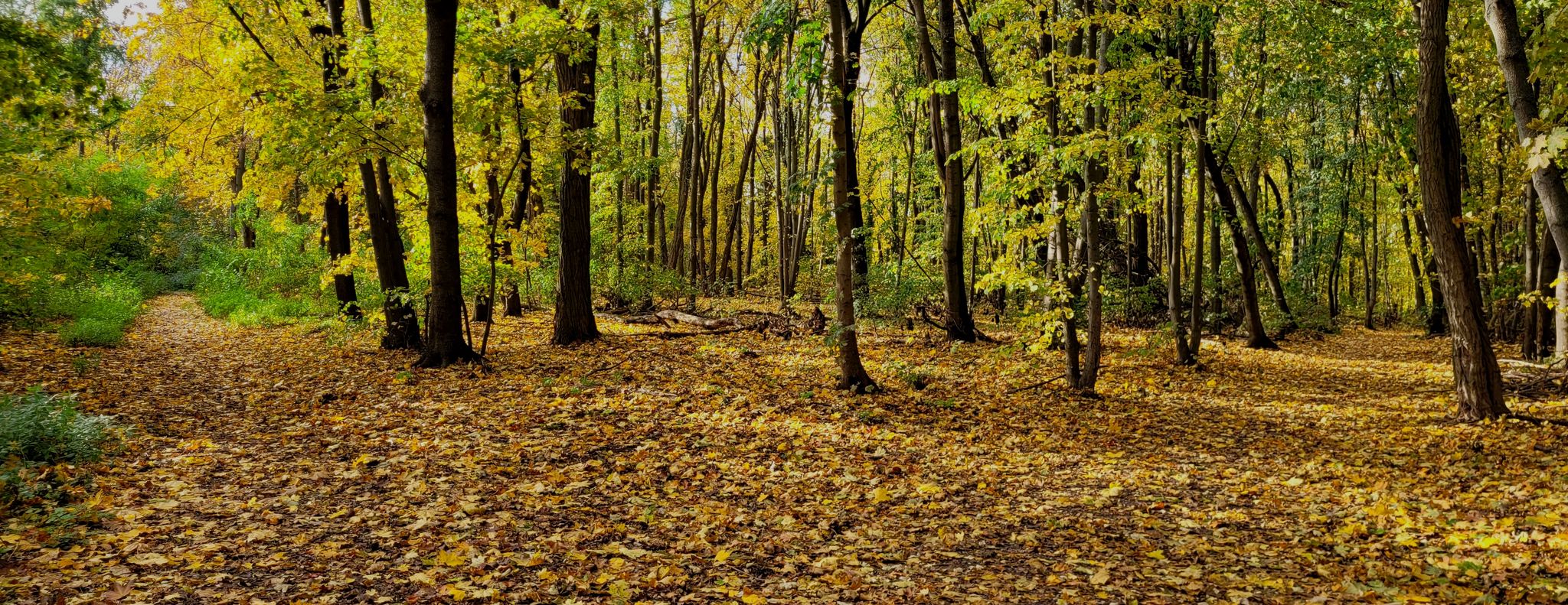 Schanzenwald