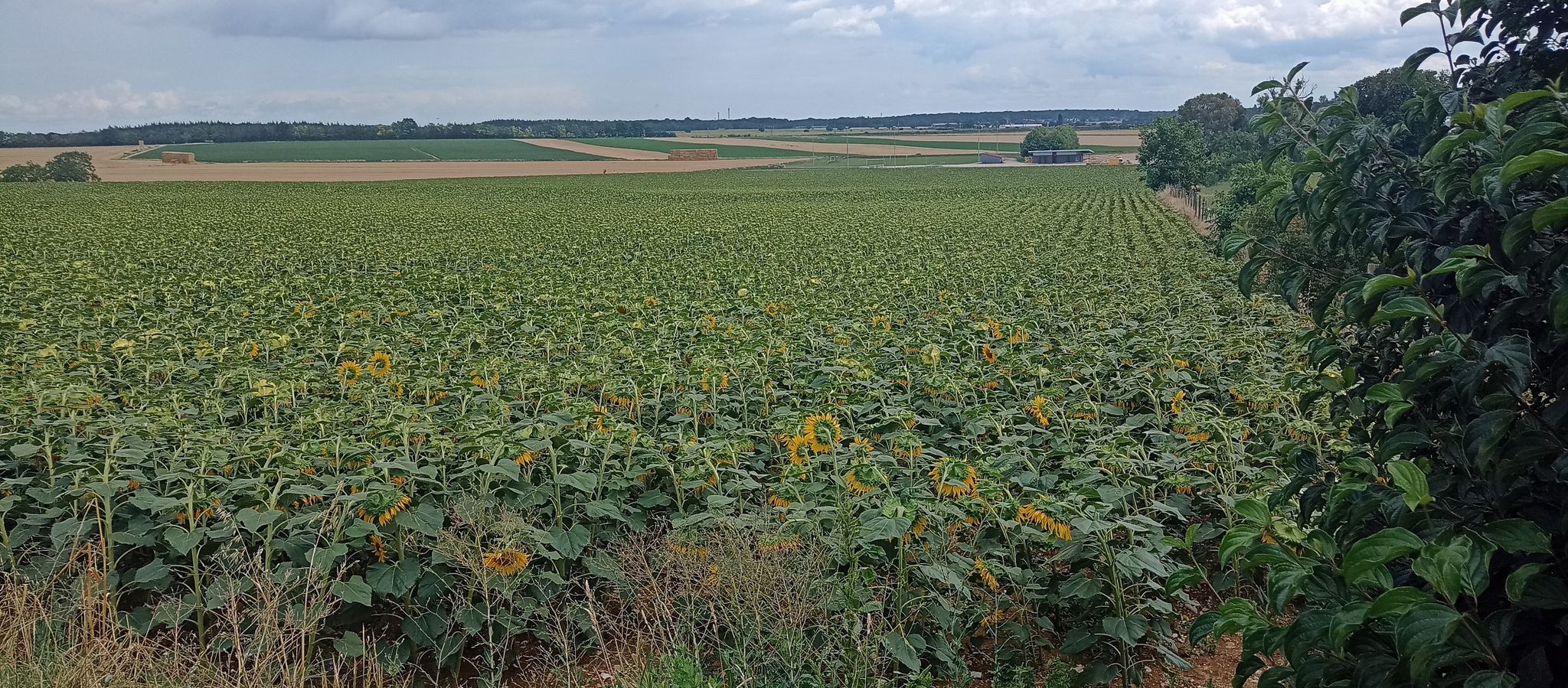 terroir declasse a voir la tete du'ils font?