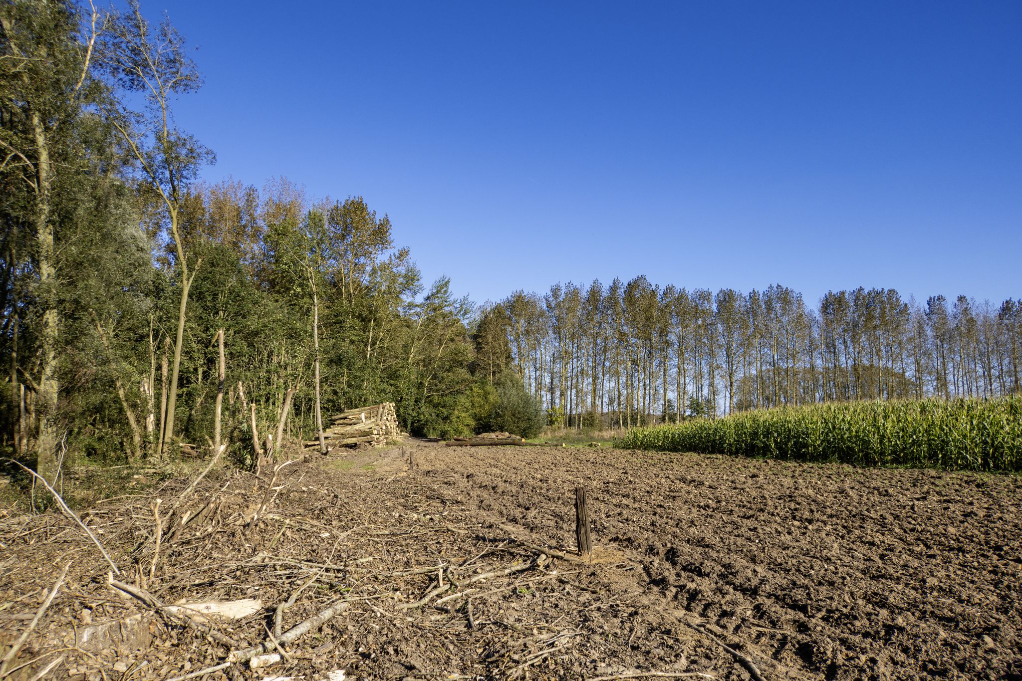 Over takken bij Zonnegem