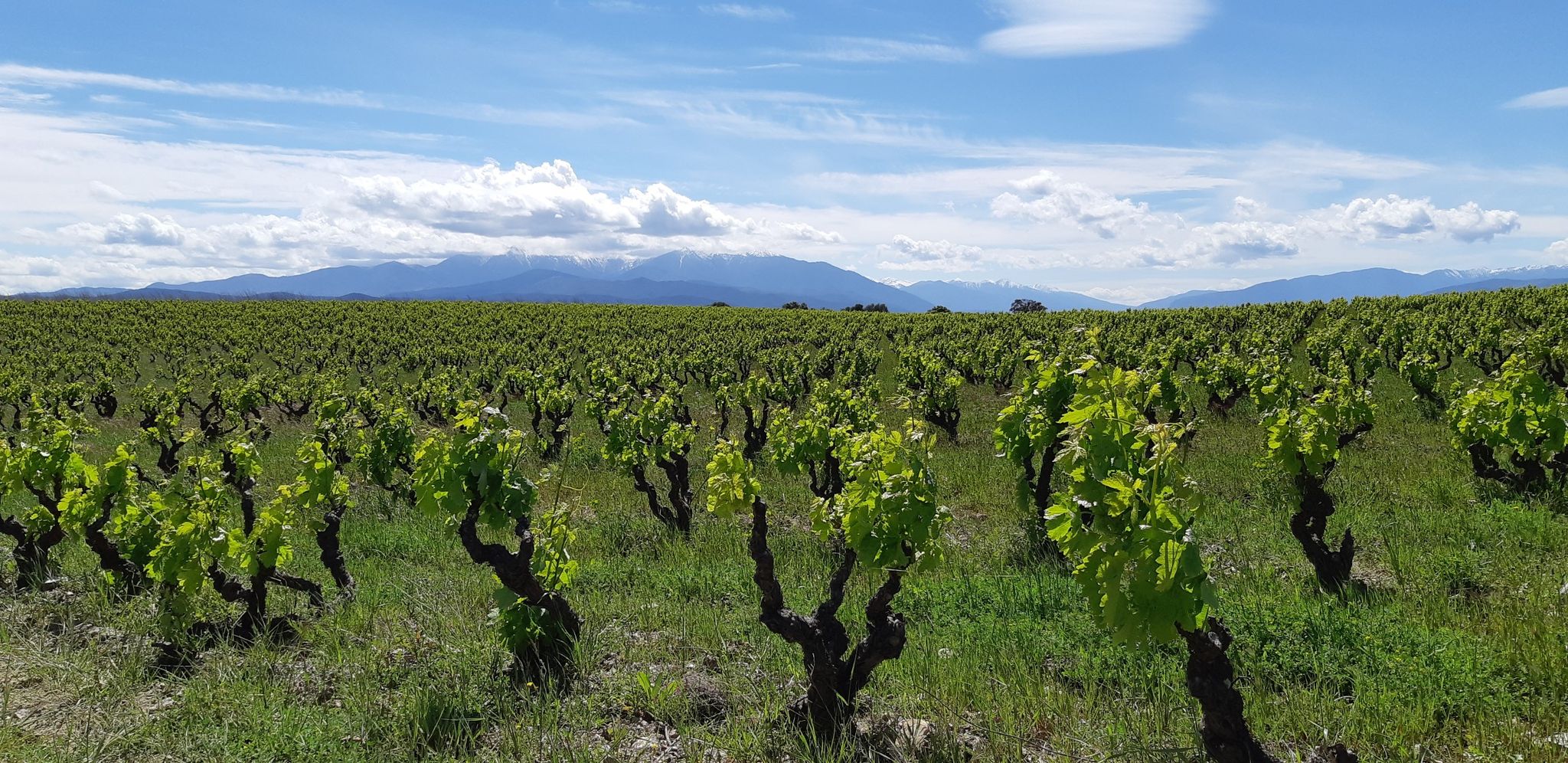 Weinreben