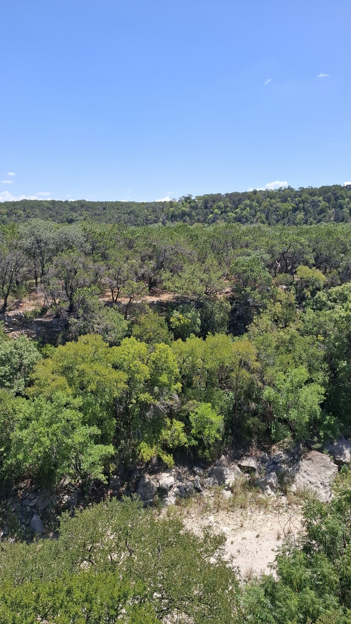 Panoramic view of a vast green forest under a clear blue sky. - Violet Crown Trail – Tree With Wooden Ladder loop from Sunset Valley