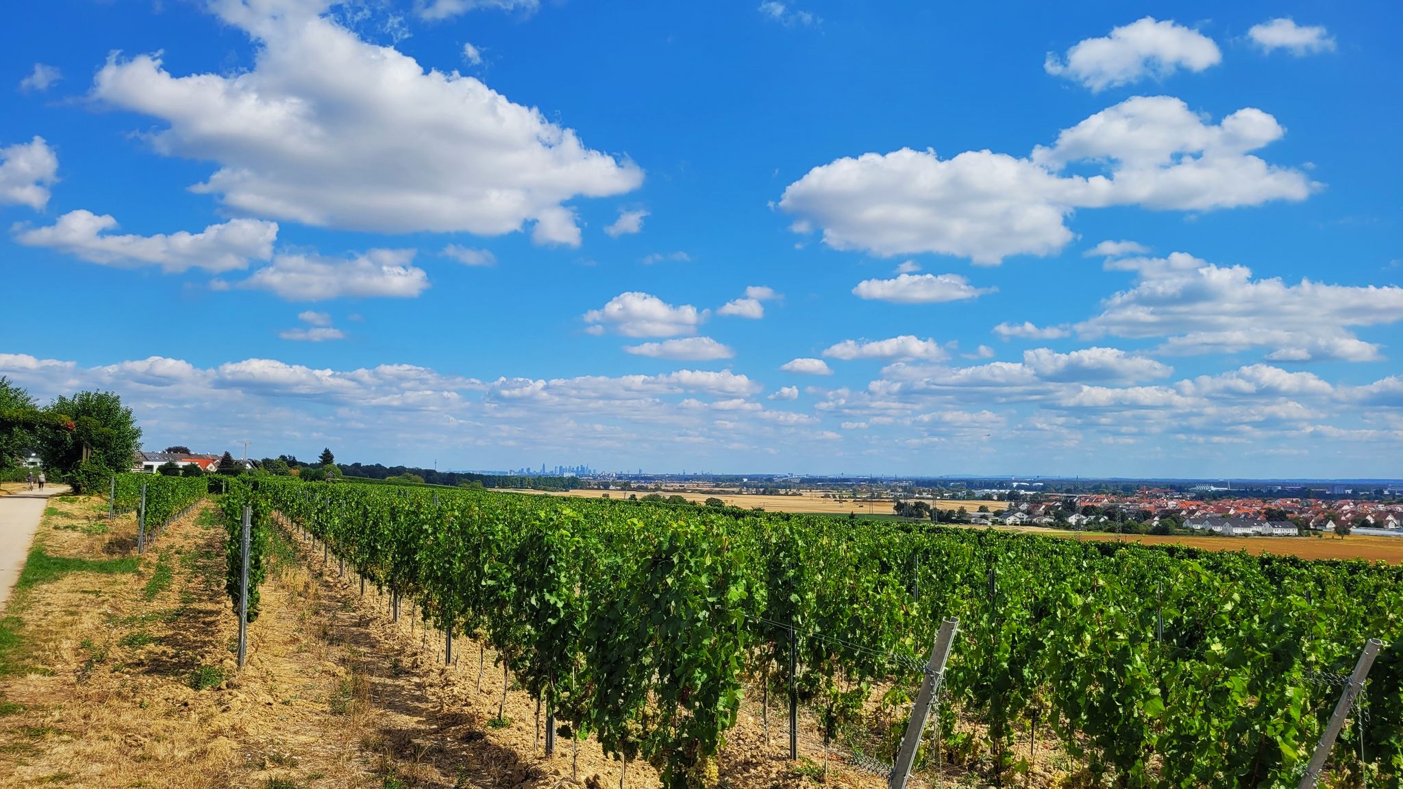 Aussicht von der Flörsheimer Warte. Ganz im Hintergrund die Frankfurter Skyline.