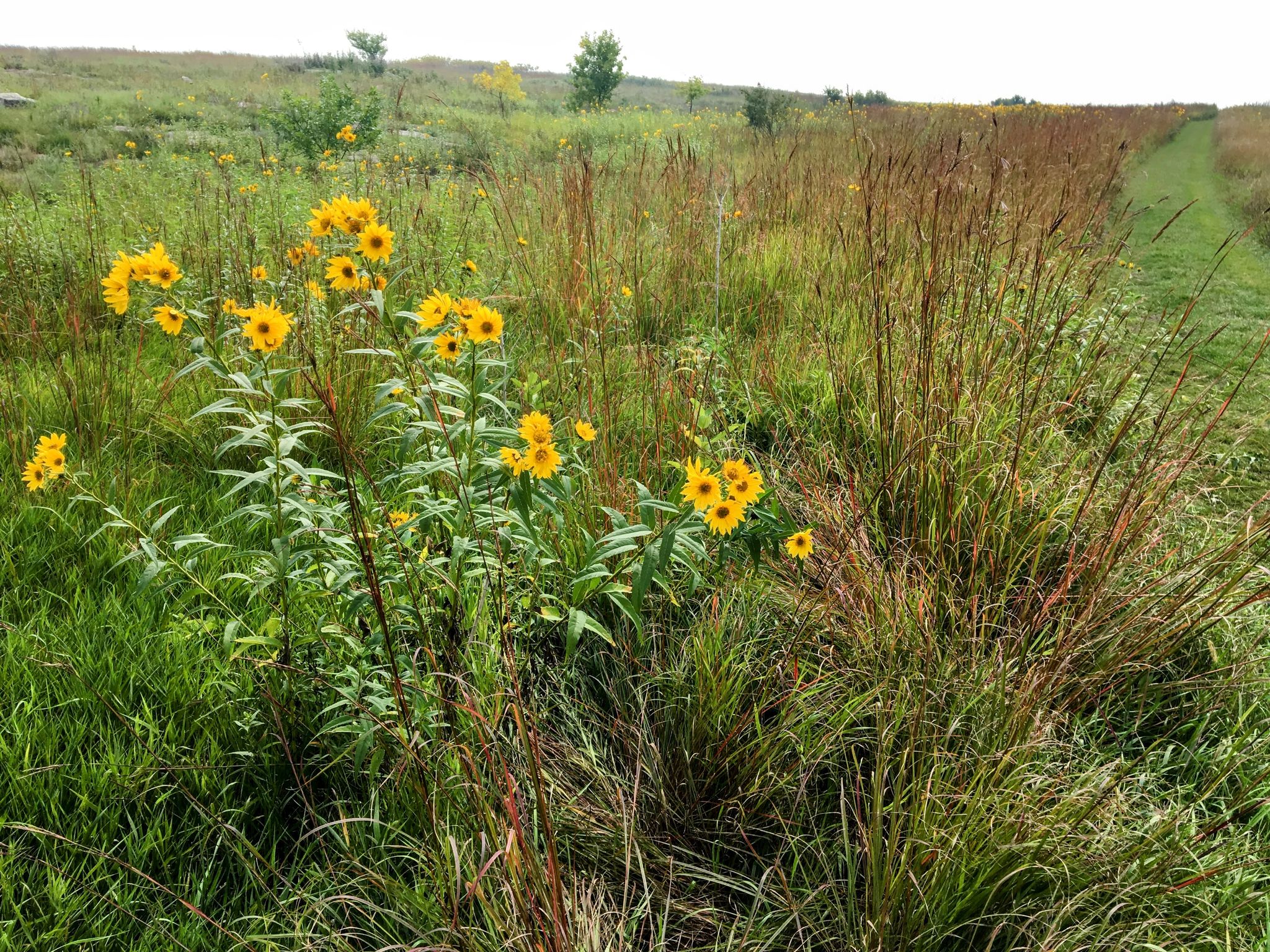 Bright yellow wildflowers blooming in a field of tall green and brown grass. - Buffalo Jump loop from Blue Mounds State Park