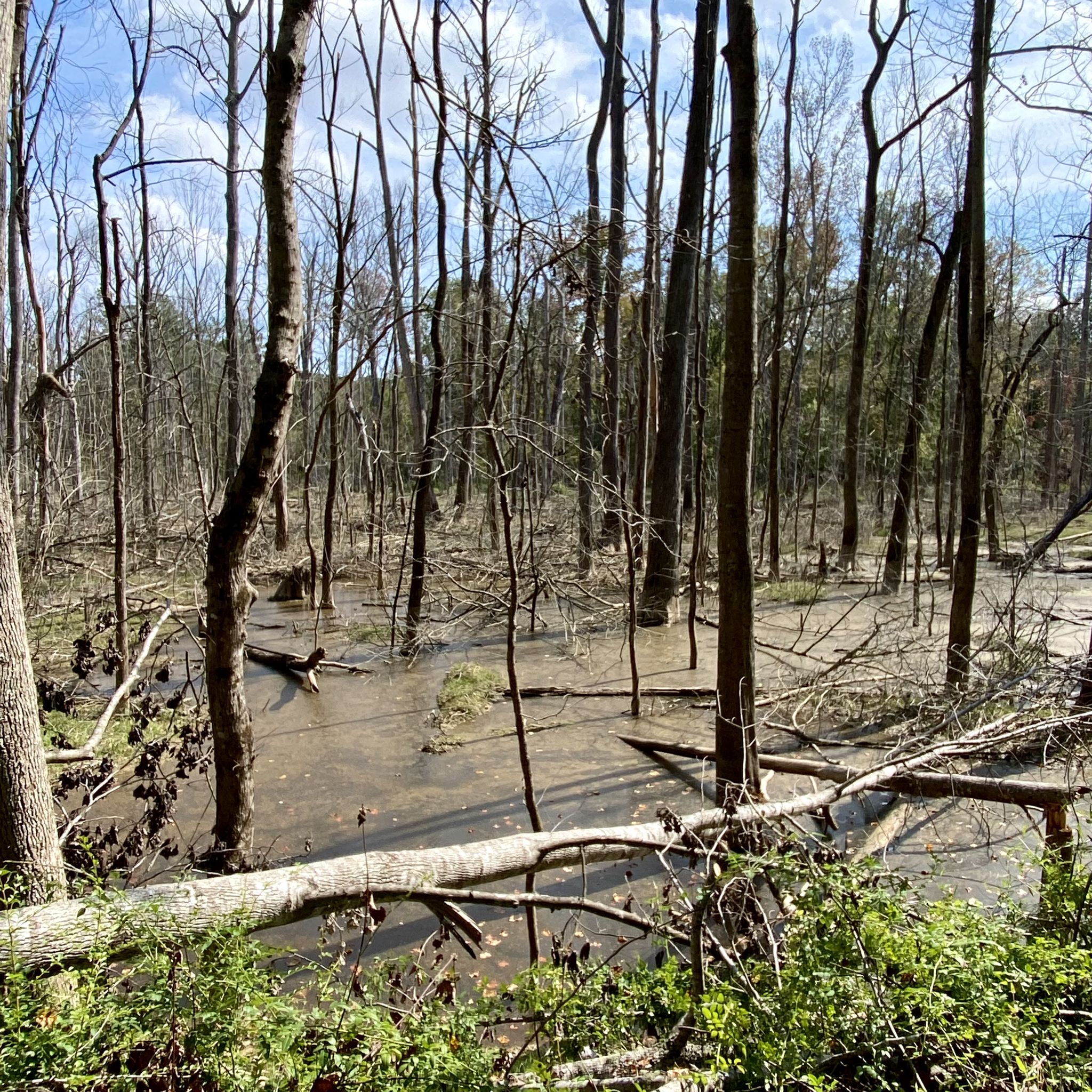 A flooded forest with bare trees, fallen logs, and green undergrowth. - American Tobacco Trail