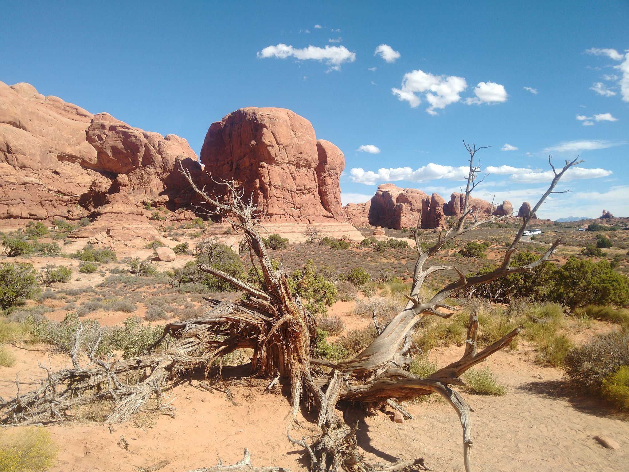 Desert landscape with a large dead tree in foreground, red rocks behind. - Double Arch loop from Double Arch