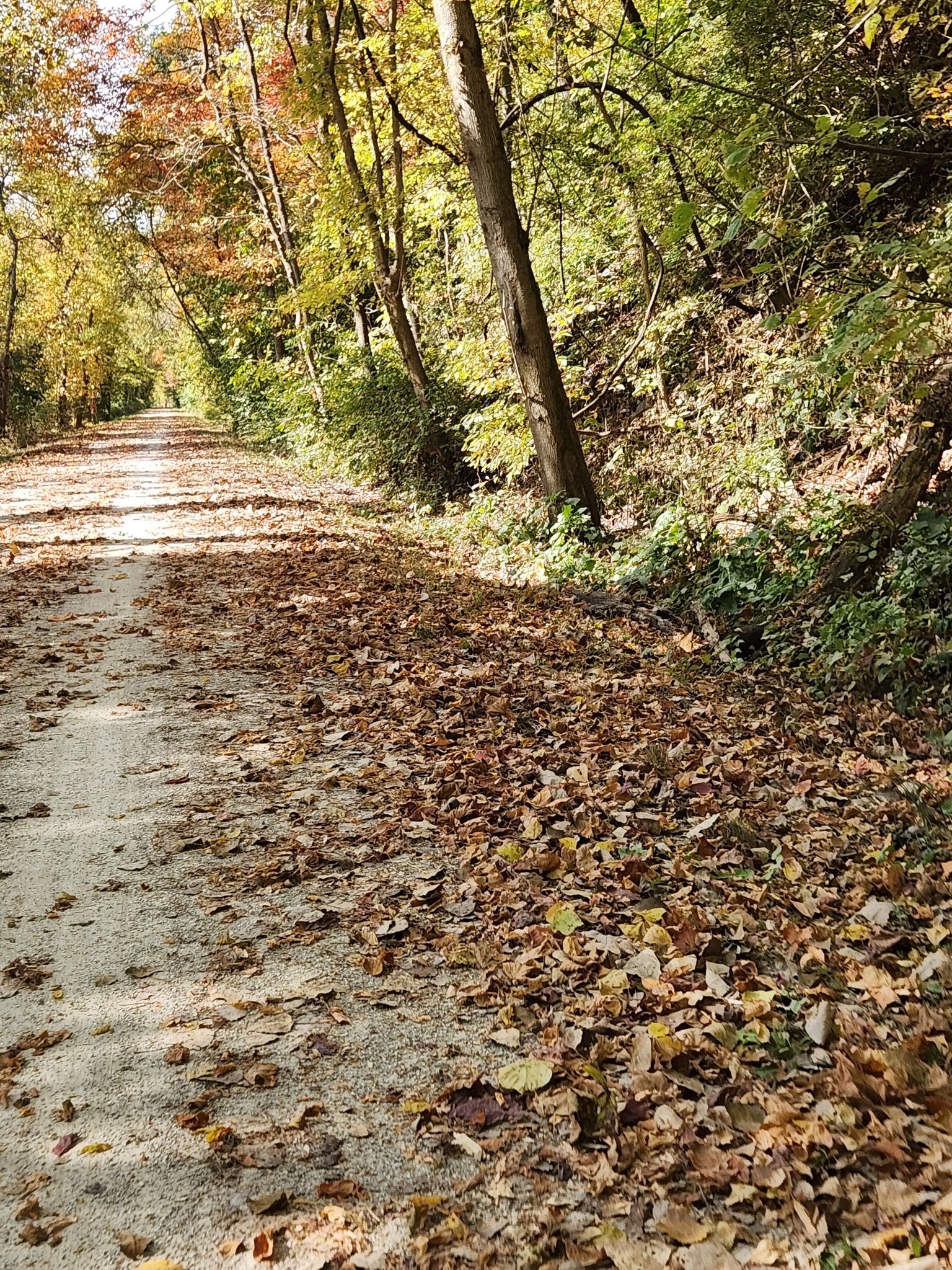Forest path covered in autumn leaves, with dappled sunlight through trees. - Historic Bridge – Katy Trail loop from Defiance