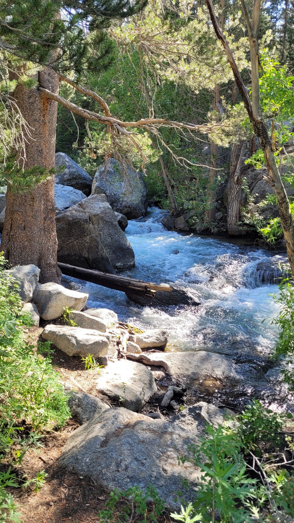 Rushing stream flowing over rocks through a sunlit forest with tall trees. - Lake Sabrina
