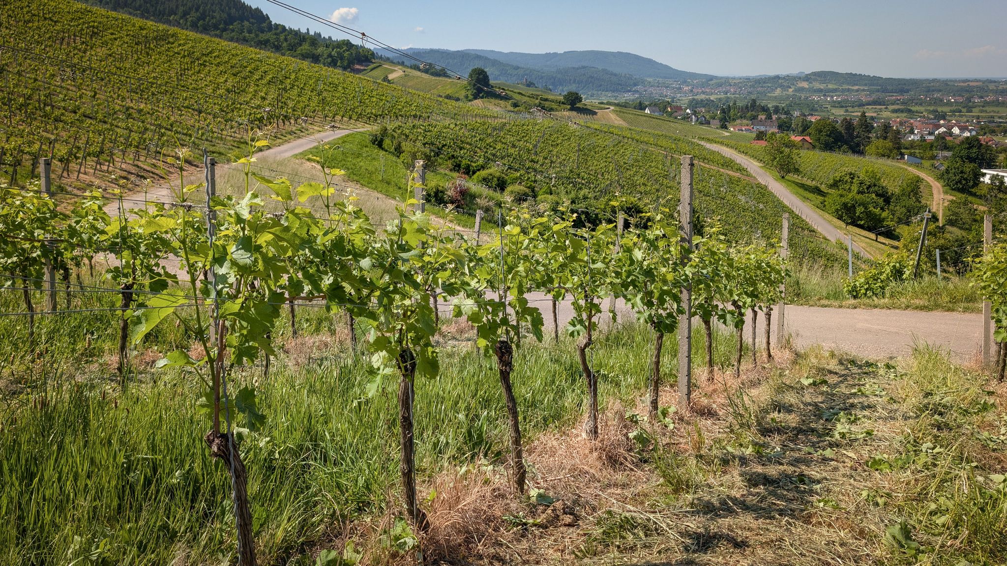 Über Fessenbach