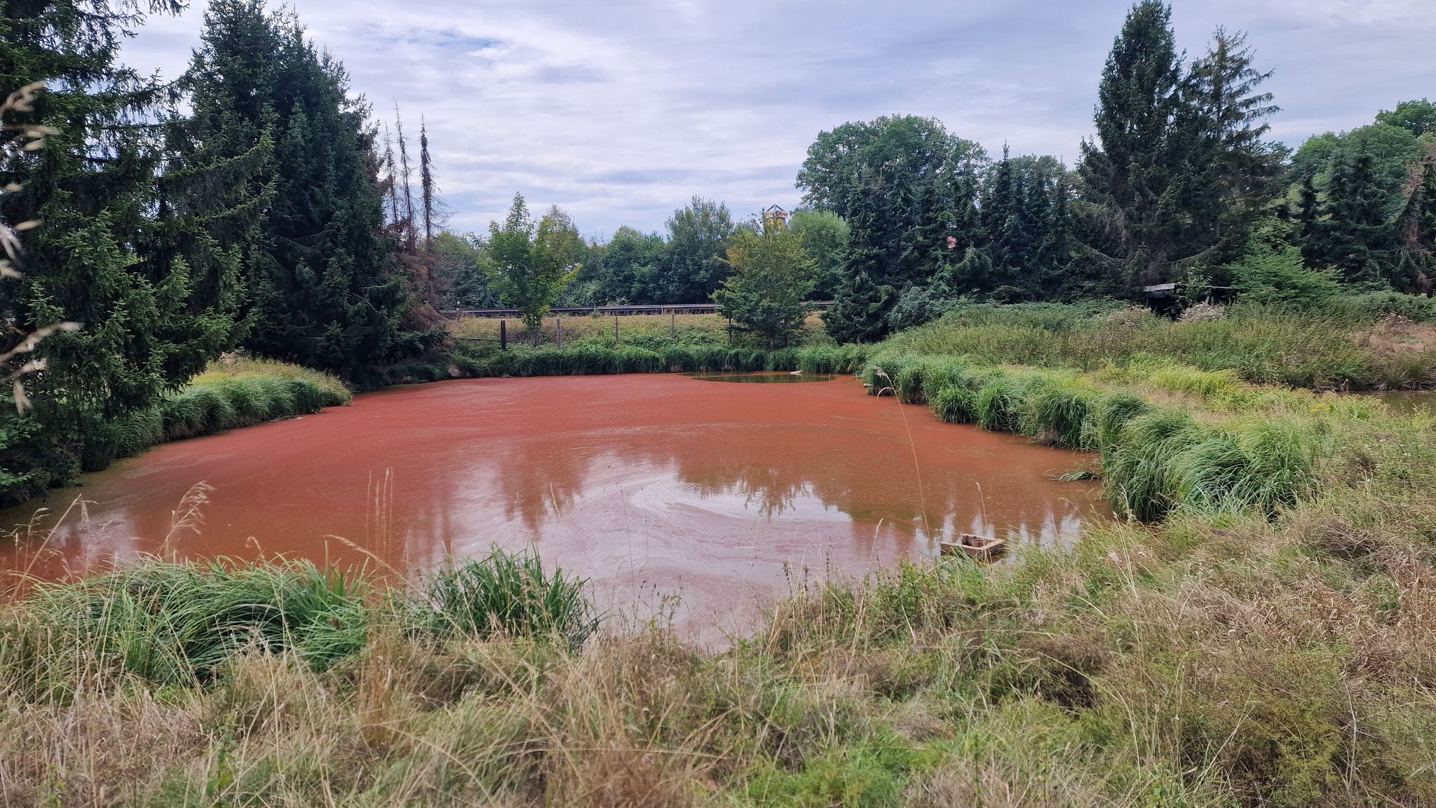 Teich bei Großenlüder - rot??
