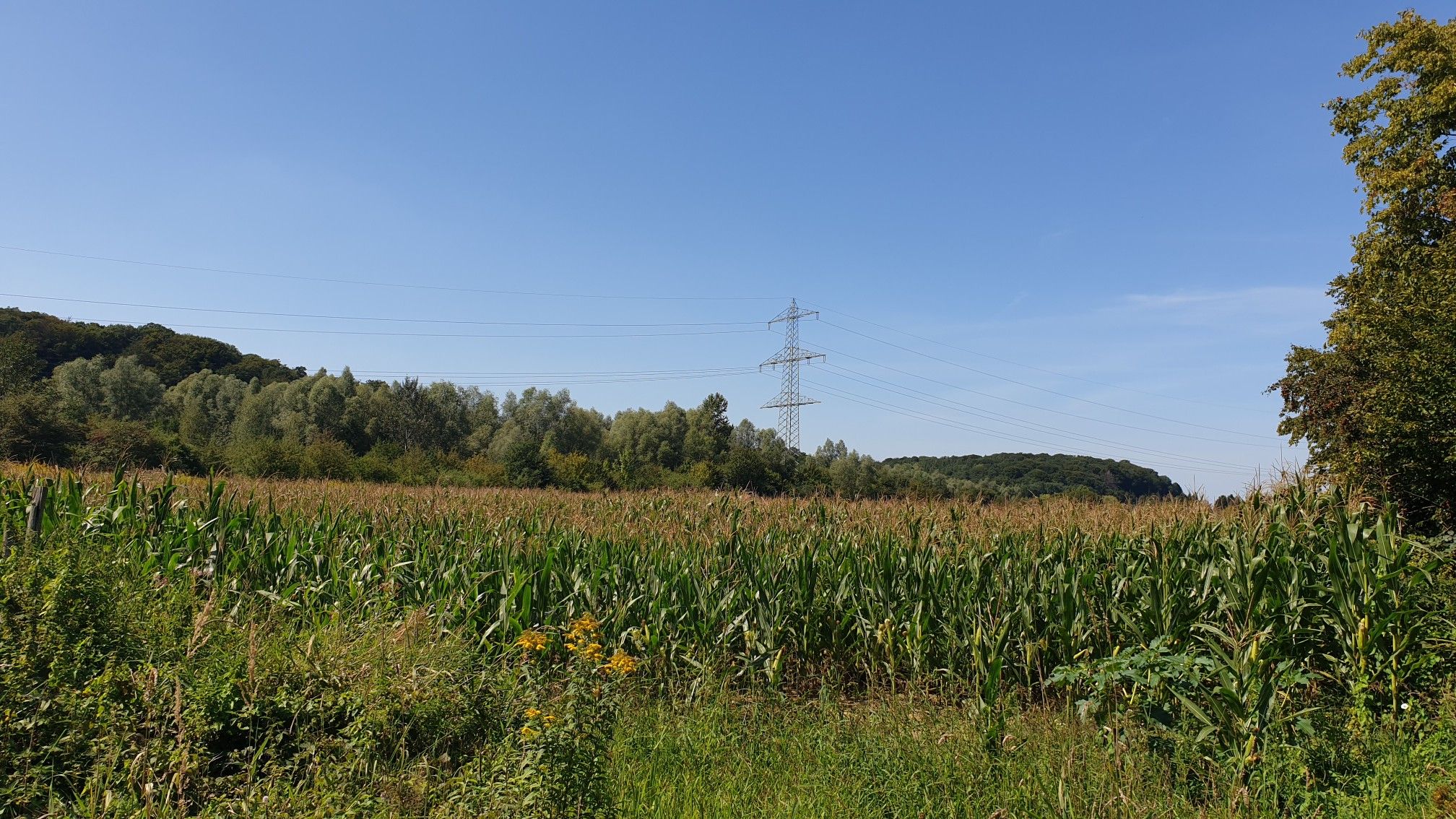 Maislabyrinth am Krewelshof